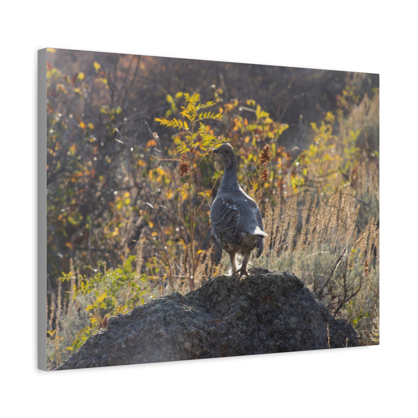 Wyoming Sage Grouse Canvas