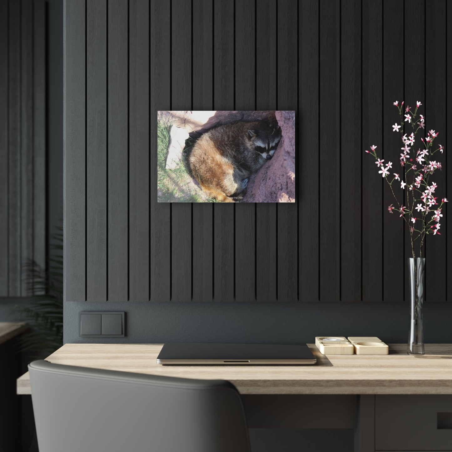 Sleeping Racoon Acrylic Prints