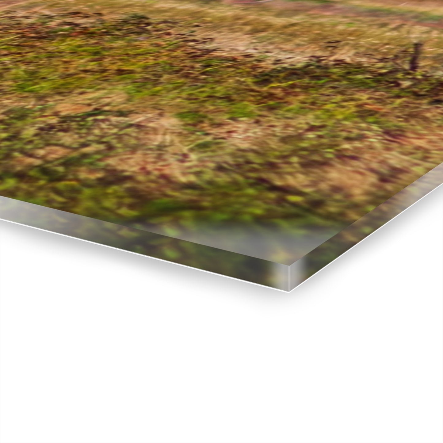 Painted Horse Acrylic