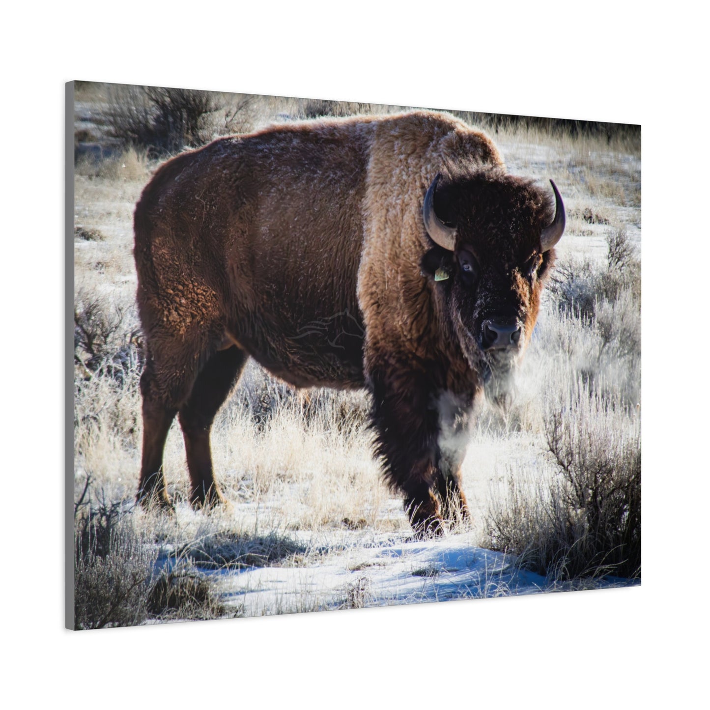 Early Morning Buffalo Canvas