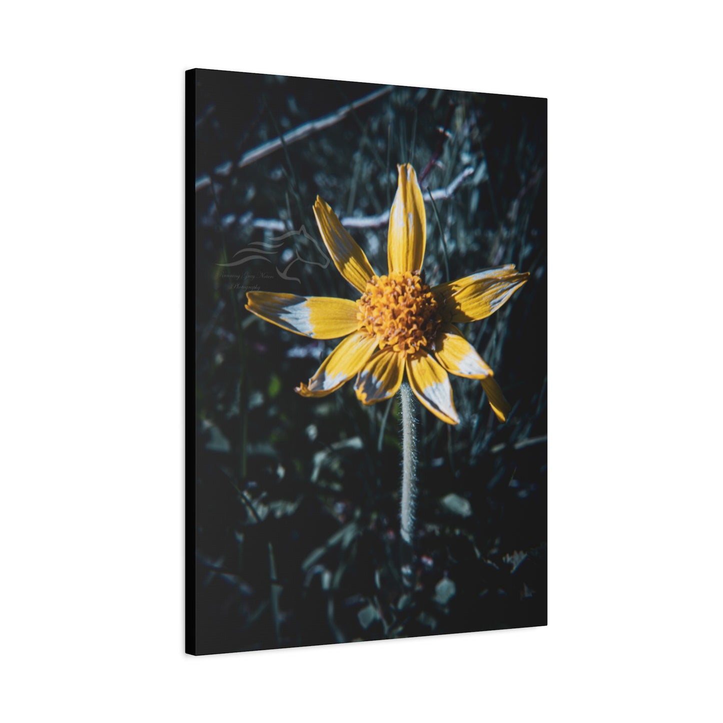 Parish's Goldeneye Canvas