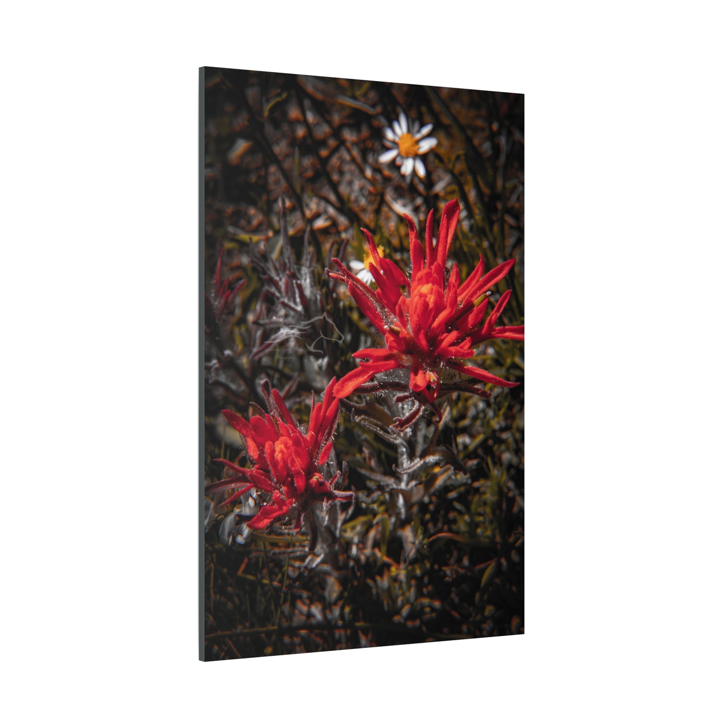 Black and Red Indian Paint Brush Canvas
