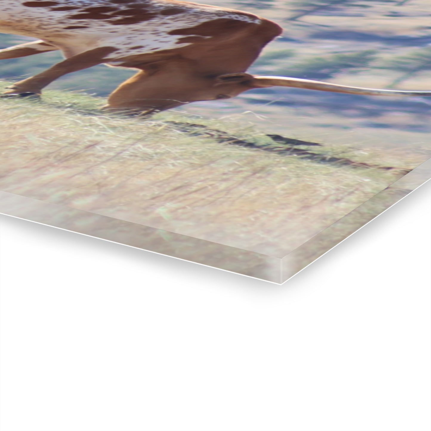 Long Horn and Buffalo Acrylic