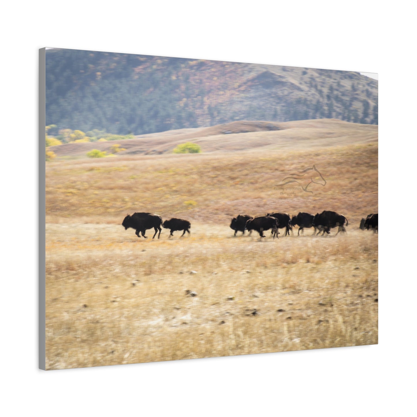 Beginning Buffalo Herd Canvas