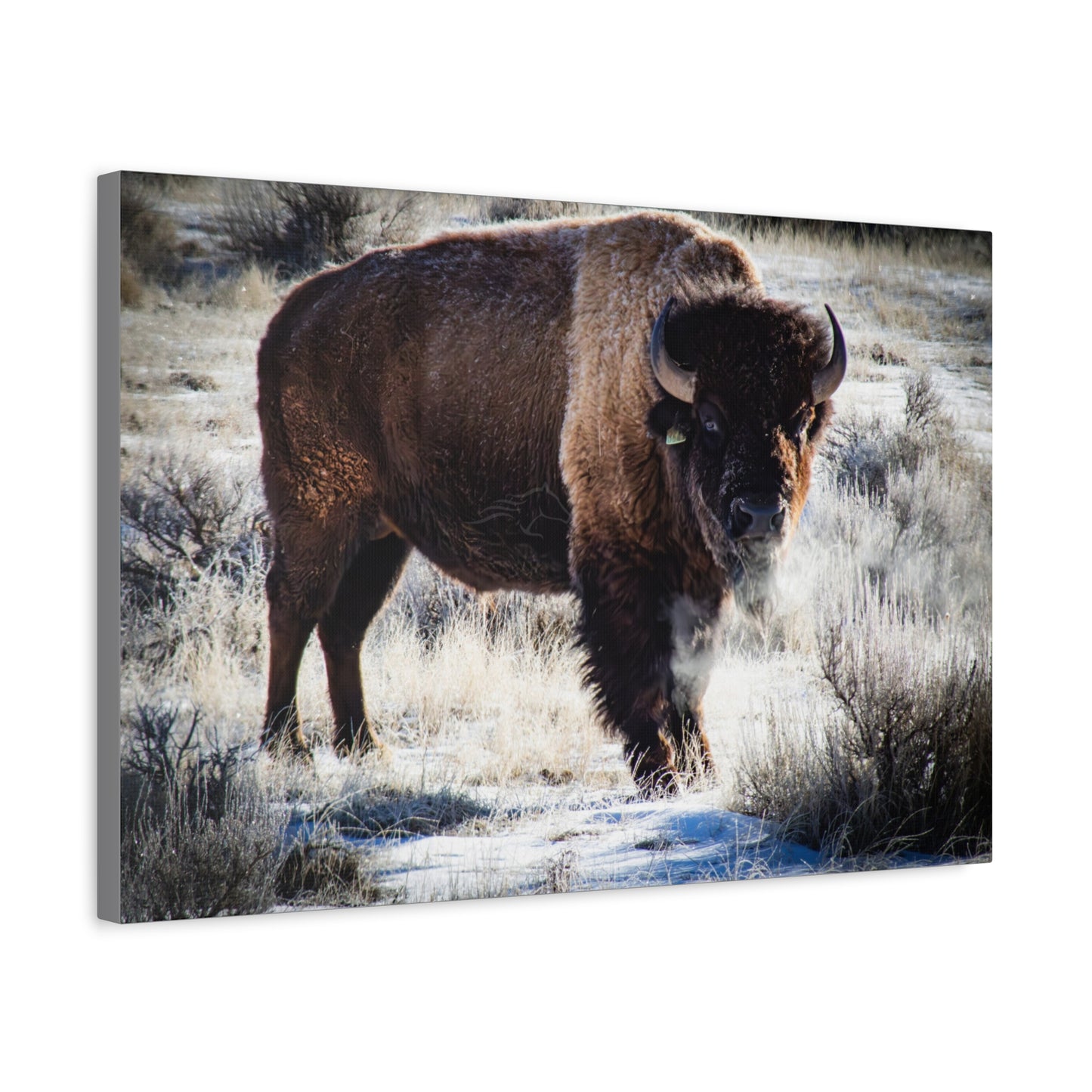 Early Morning Buffalo Canvas