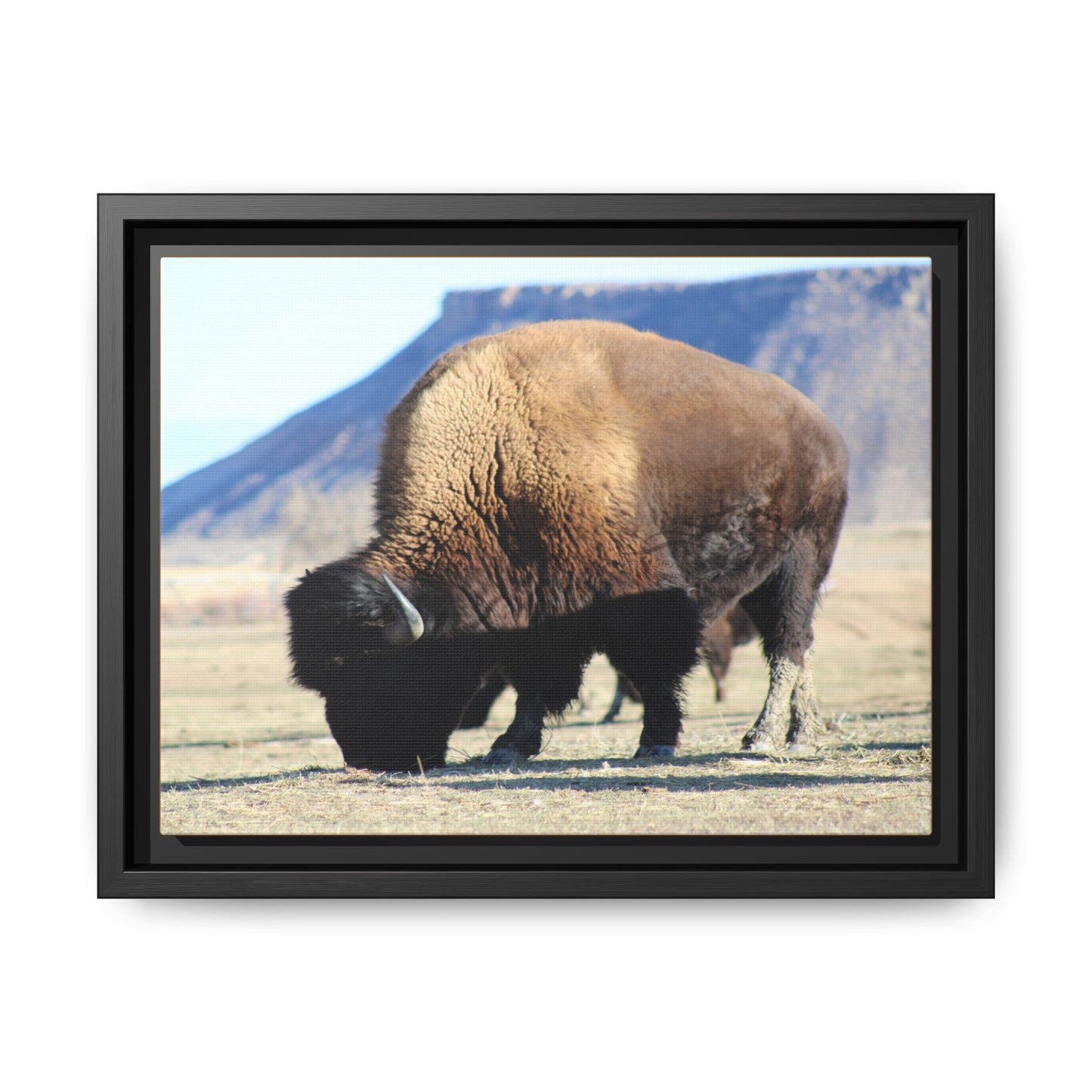 Big Daddy Buffalo Framed Canvas