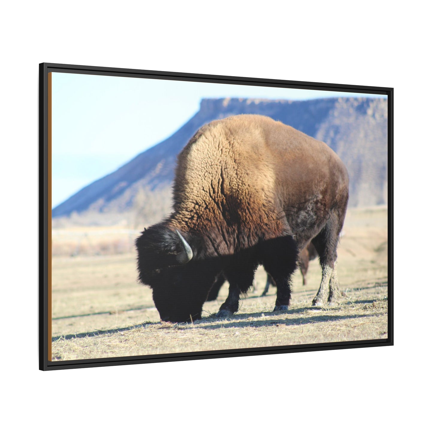 Big Daddy Buffalo Framed Canvas