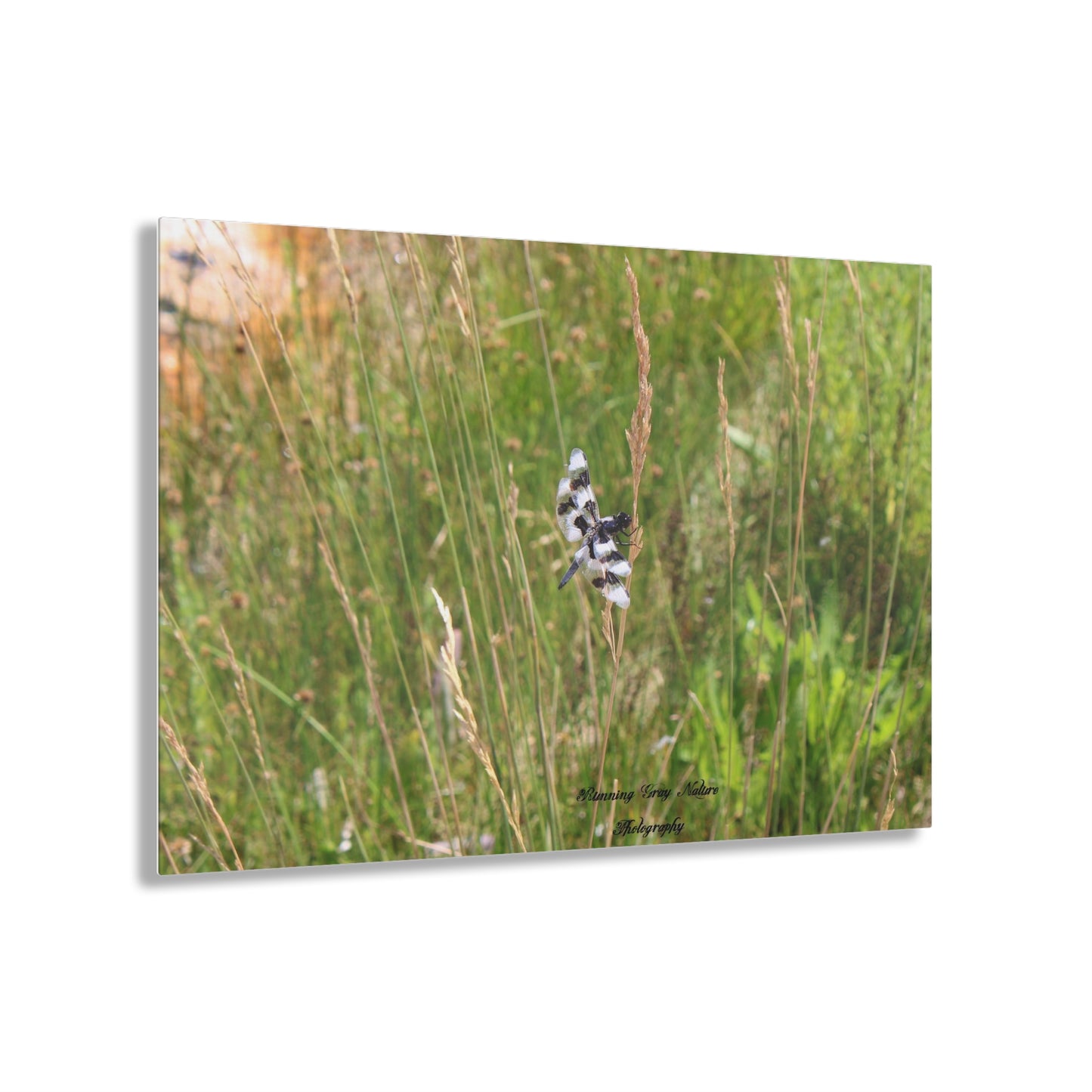 Dragonfly Acrylic Prints