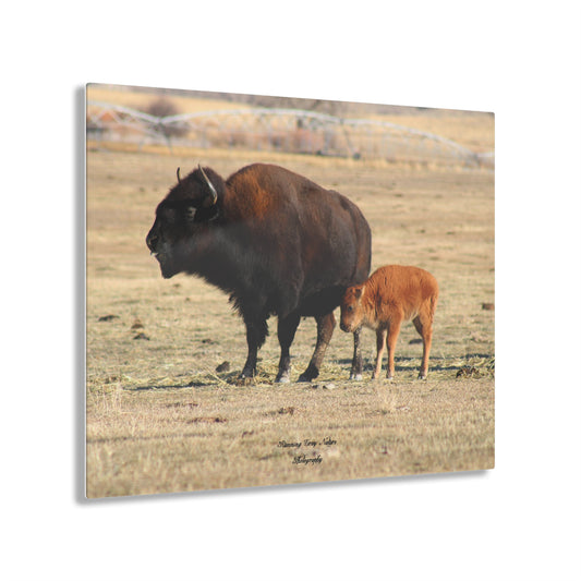 Momma and Baby Buffalo Acrylic Prints