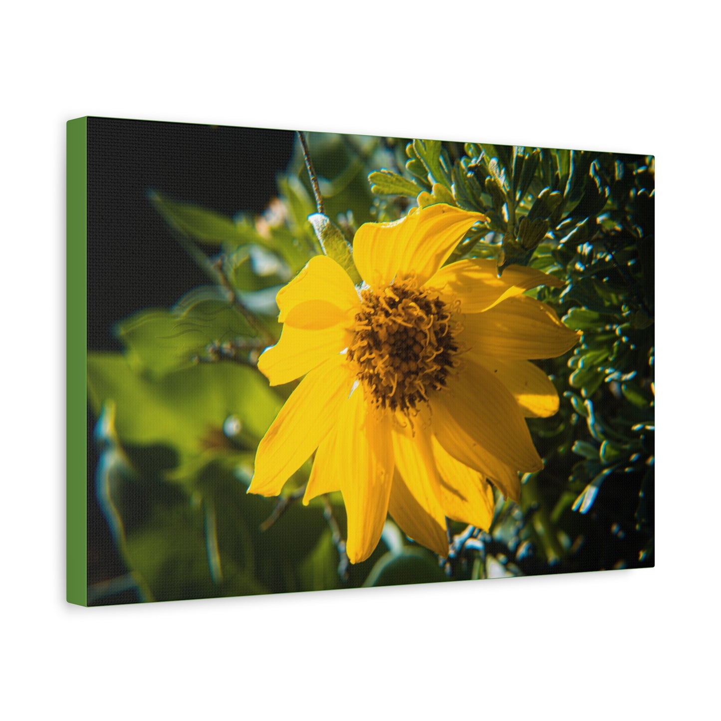 Arrowleaf Balsamroot Canvas