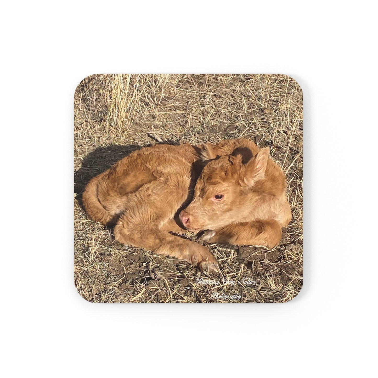 Baby Calf Coasters