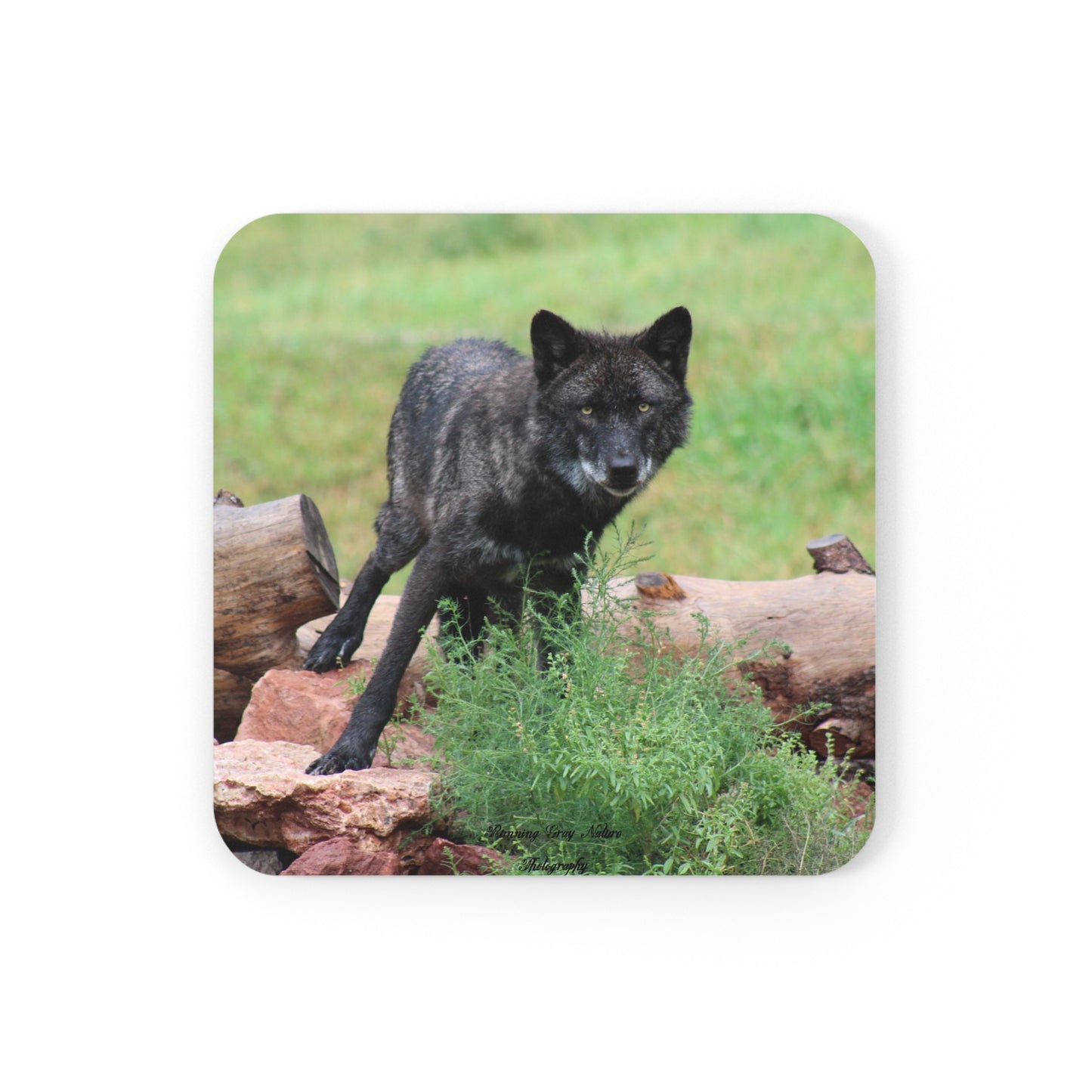 Black Wolf Corkwood Coaster Set