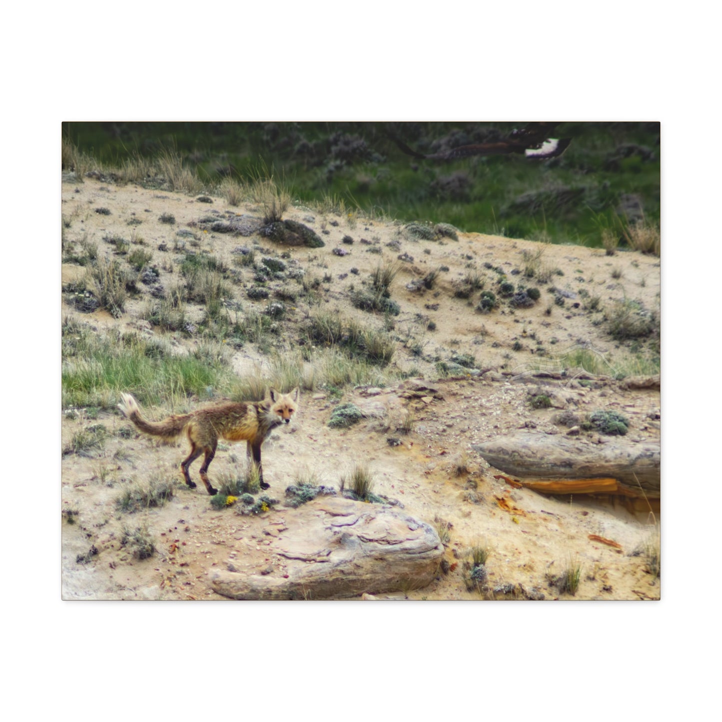 Swift fox and an Eagle