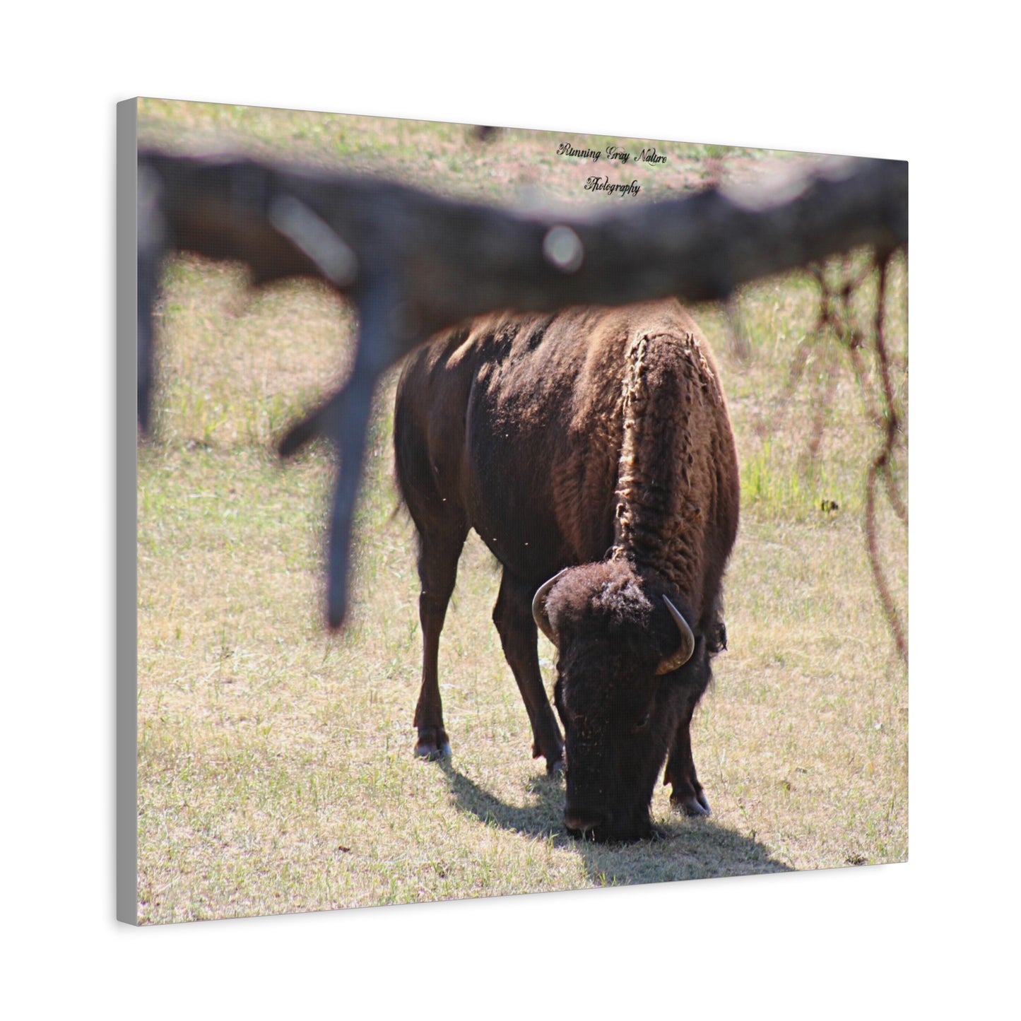 Buffalo Matte Canvas, Stretched, 1.25"