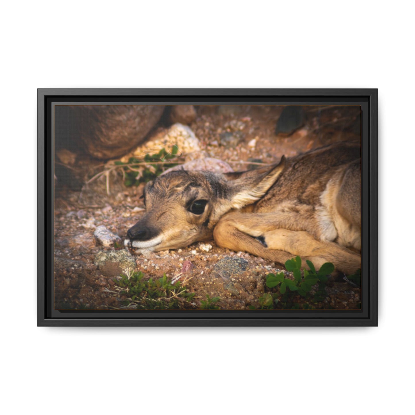 Baby Antelope Framed Canvas