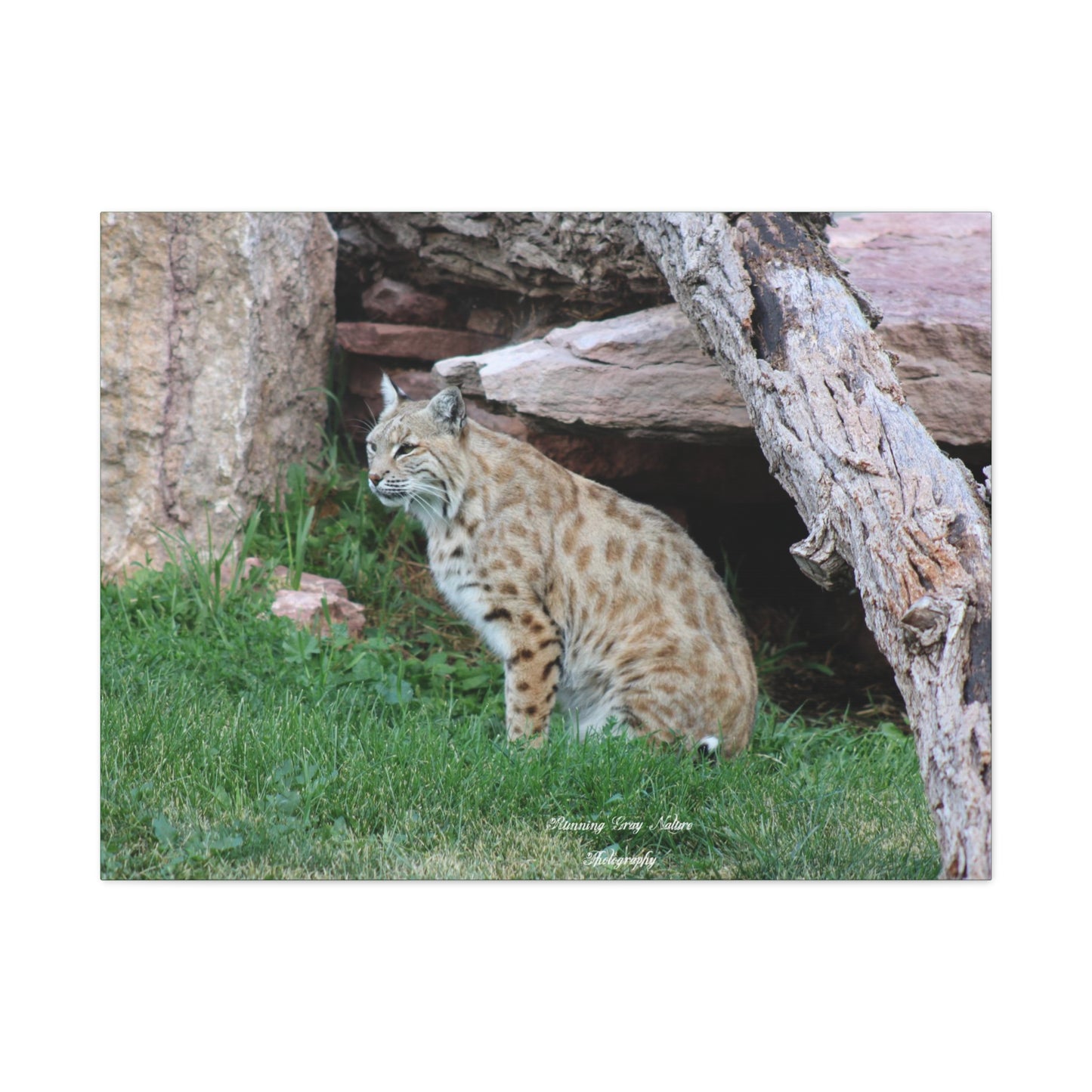 Sitting Bobcat Matte Canvas, Stretched, 1.25"