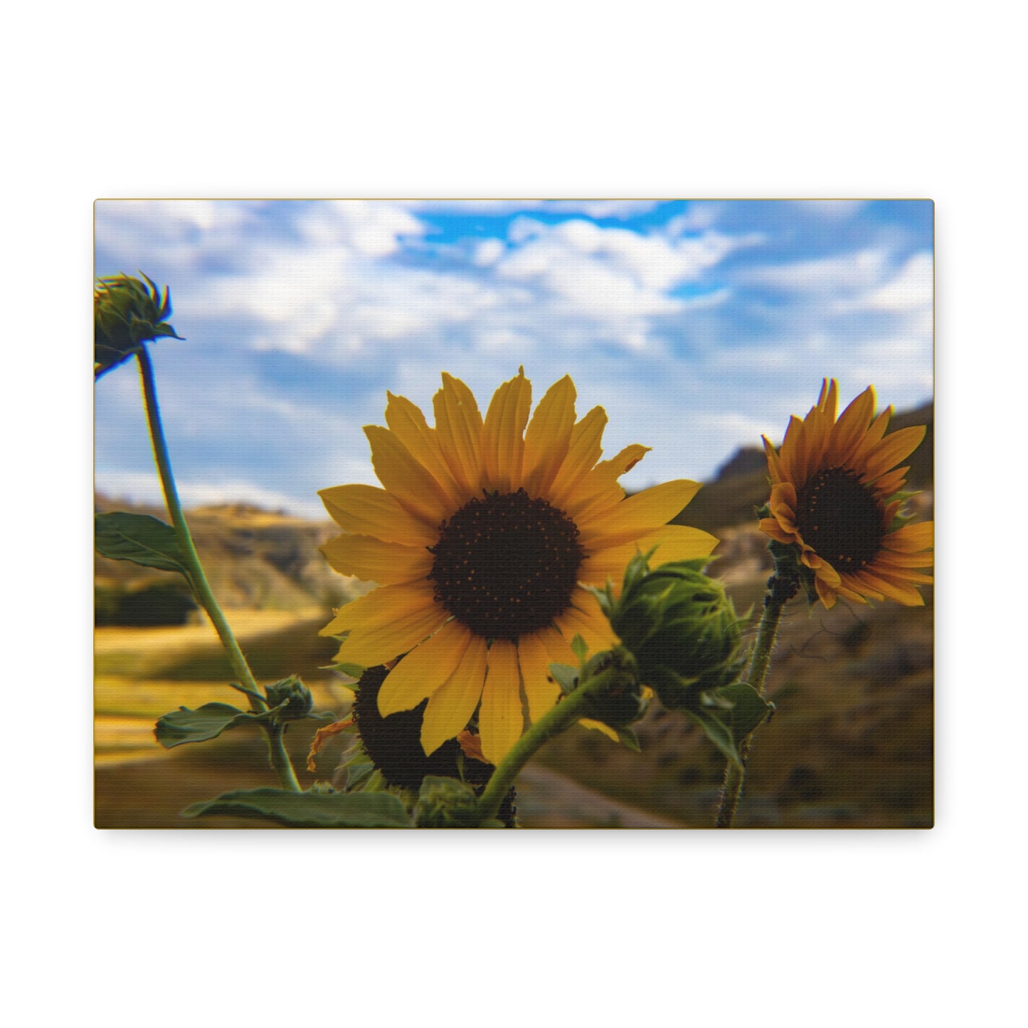 Sunflower Canvas