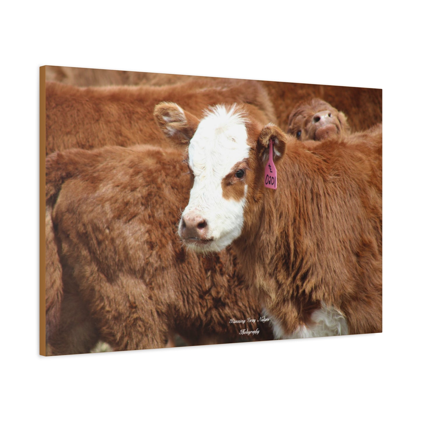 Red, White-Faced Calf Matte Canvas, Stretched, 1.25"