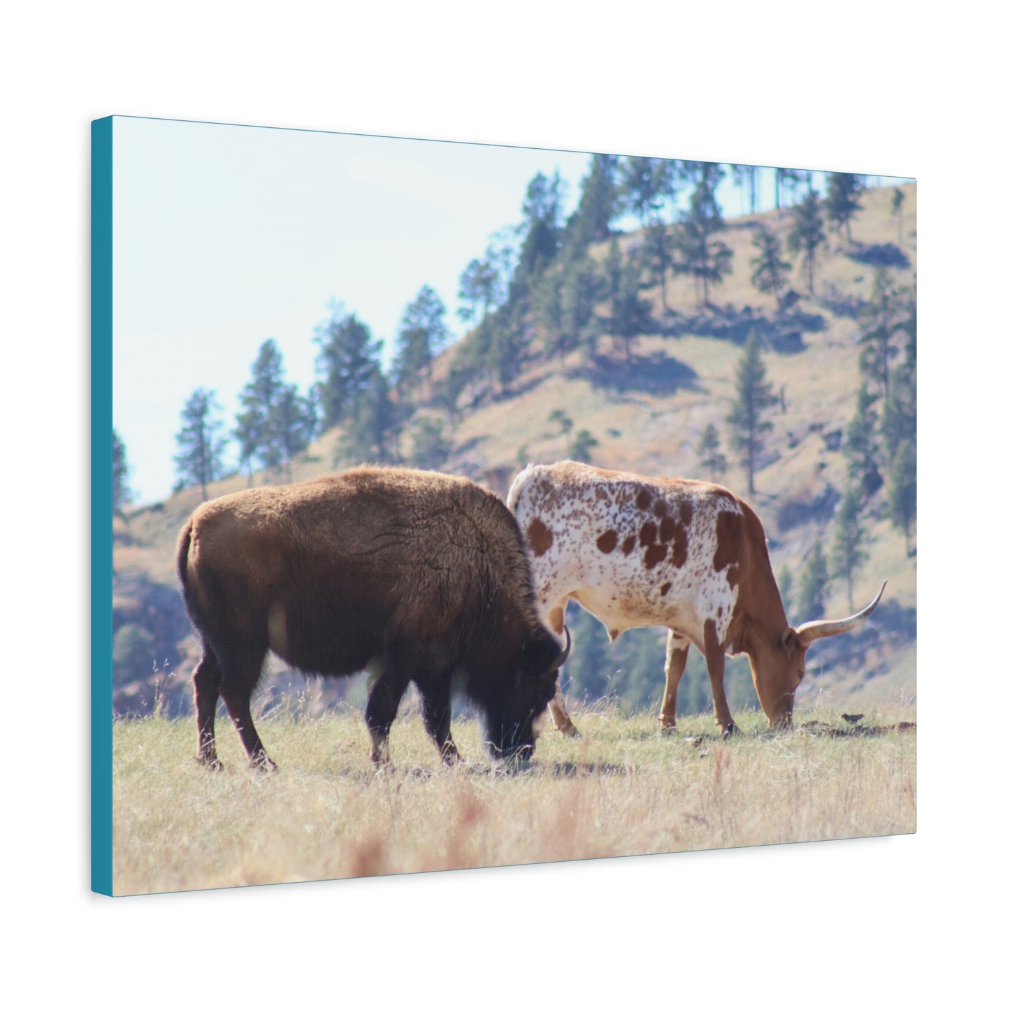 Long Horn and Buffalo Canvas