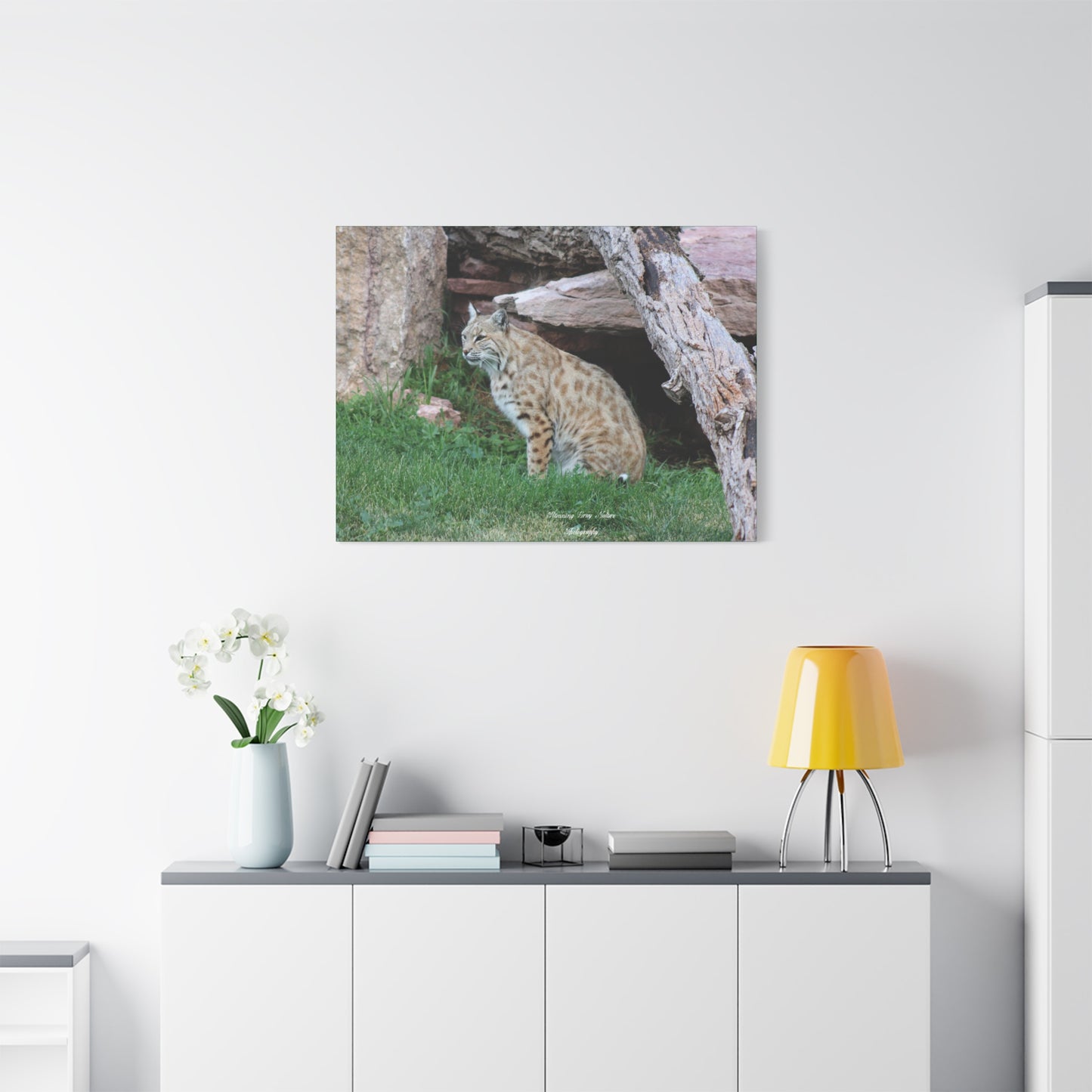 Sitting Bobcat Matte Canvas, Stretched, 1.25"