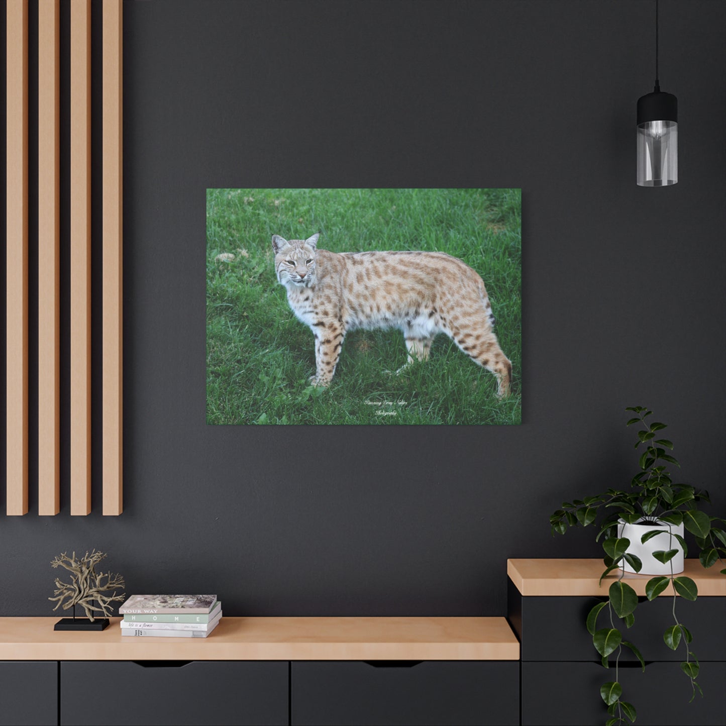 Bobcat Matte Canvas, Stretched, 1.25"