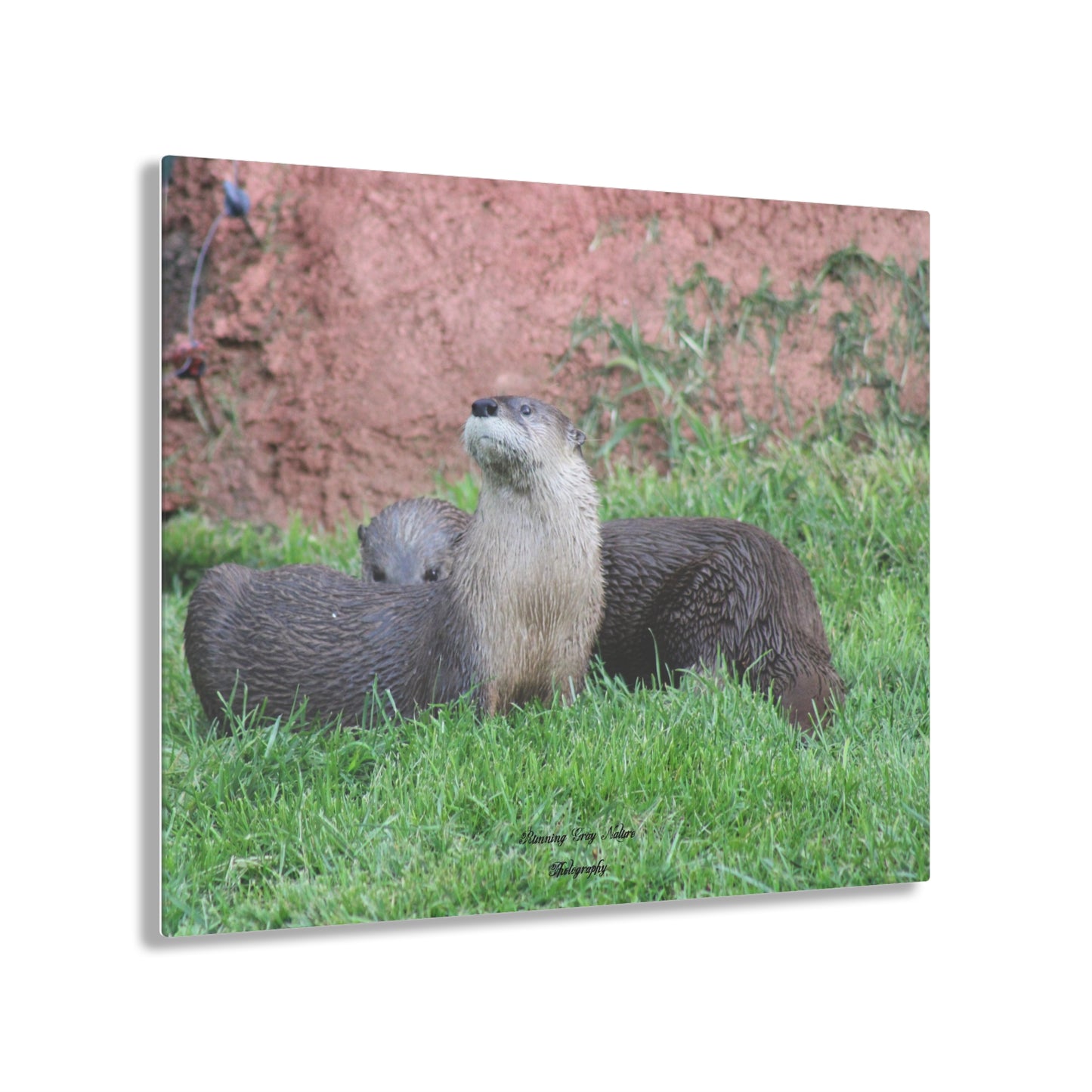 Otter Stare Acrylic Prints