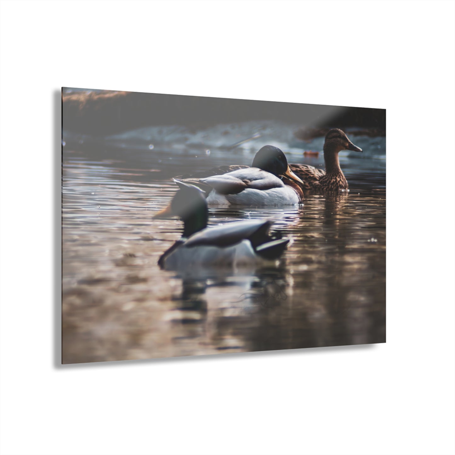 Mallard Ducks Acrylic