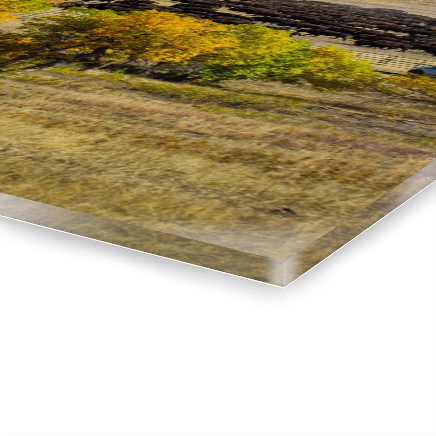 Final look Buffalo Round Up