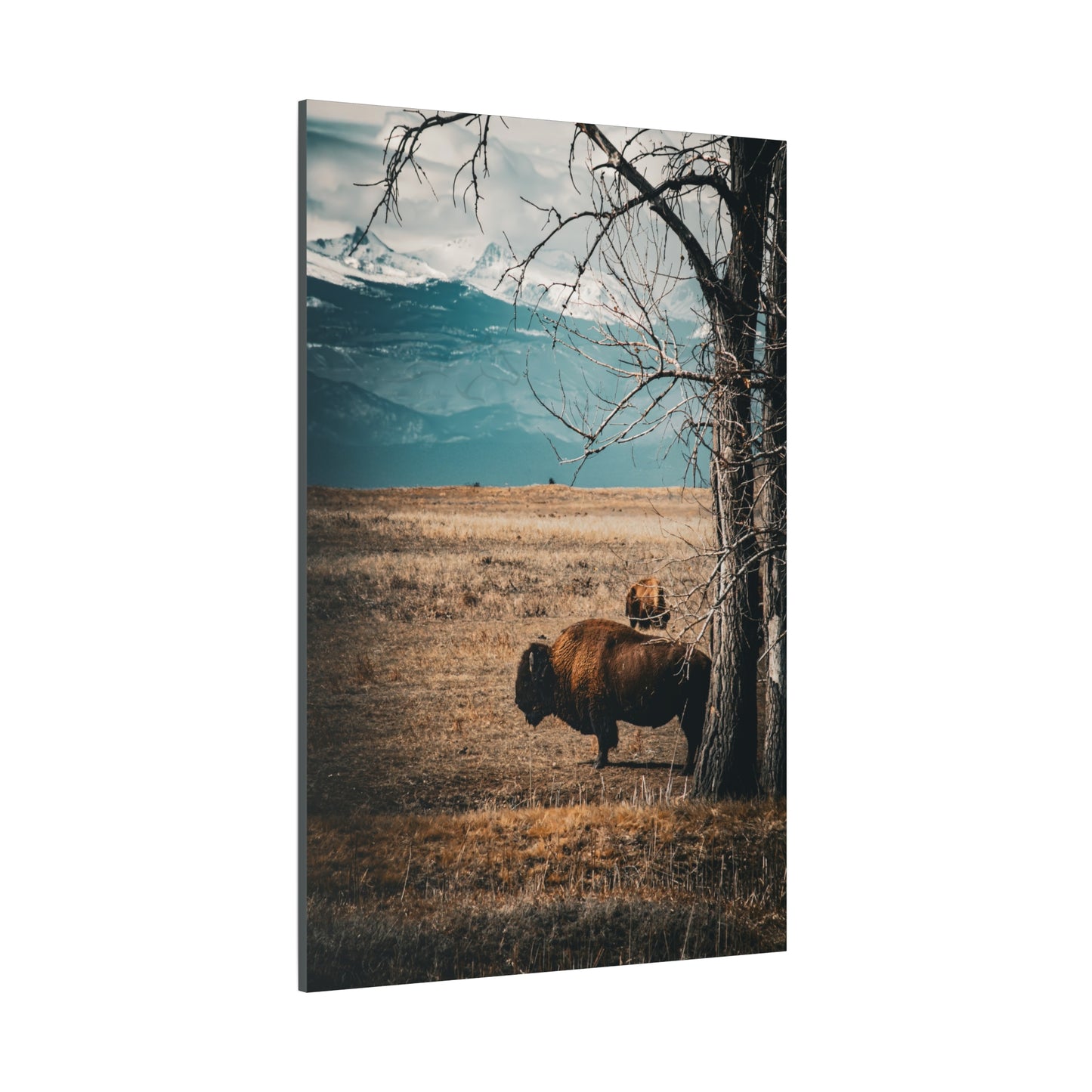 Rustic Bison Mountain Canvas