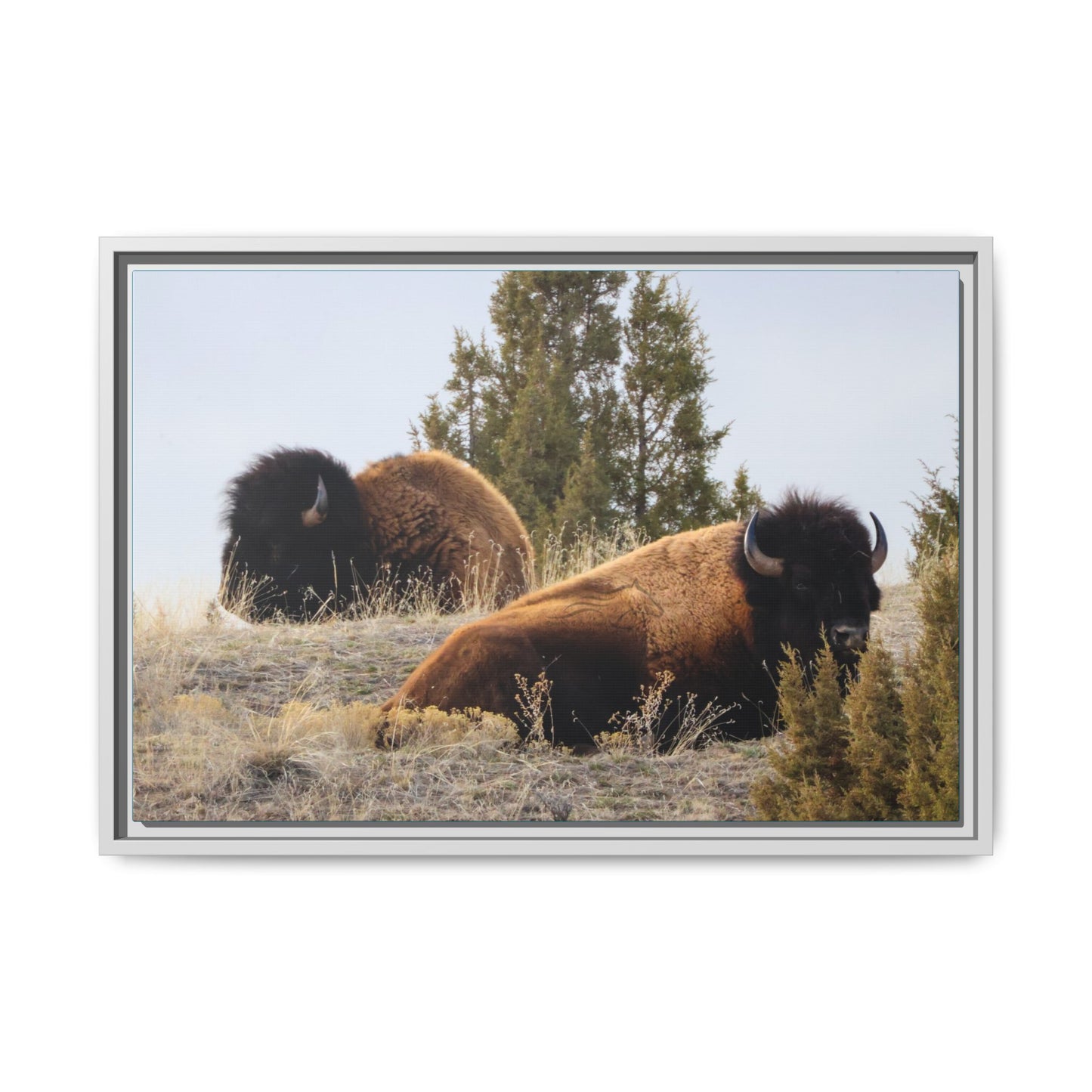 Two Bull Buffalo Framed Canvas