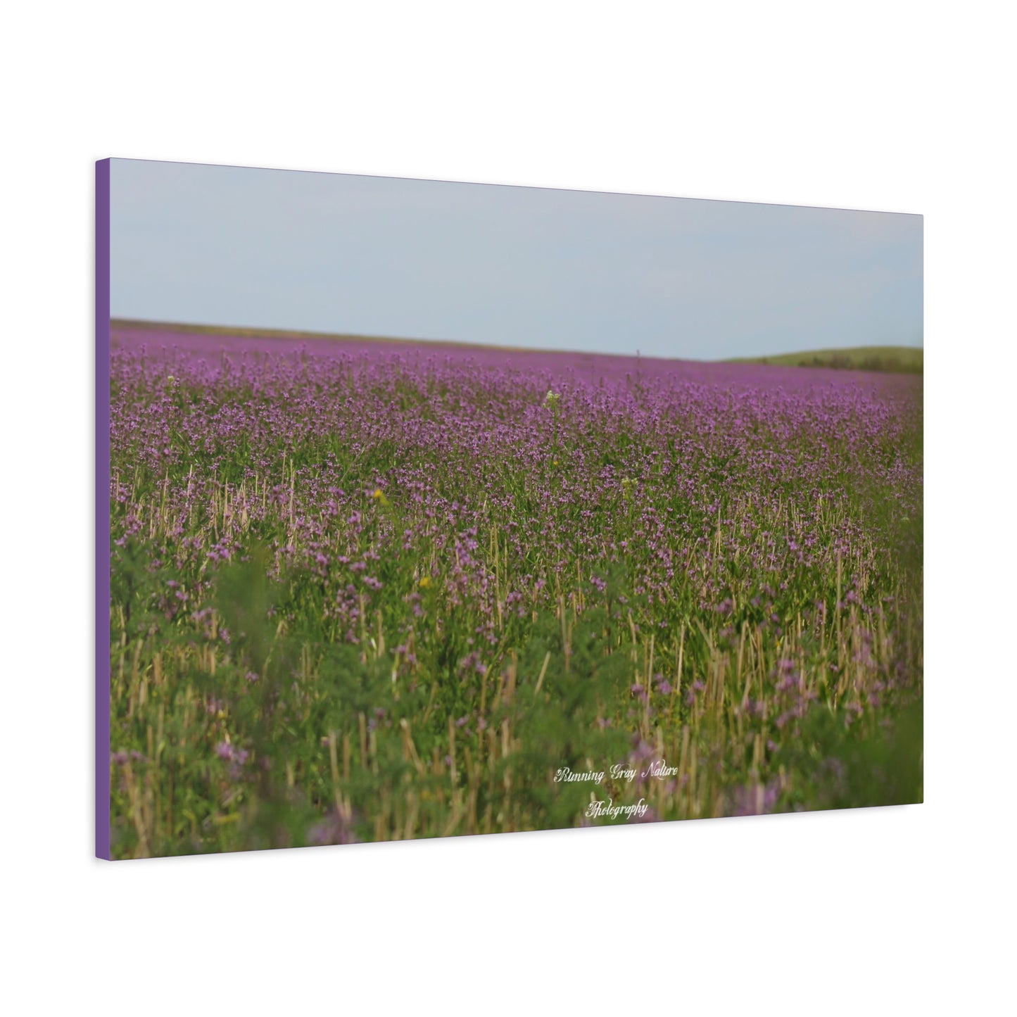 Purple Dead Nettle Field Matte Canvas, Stretched, 1.25"