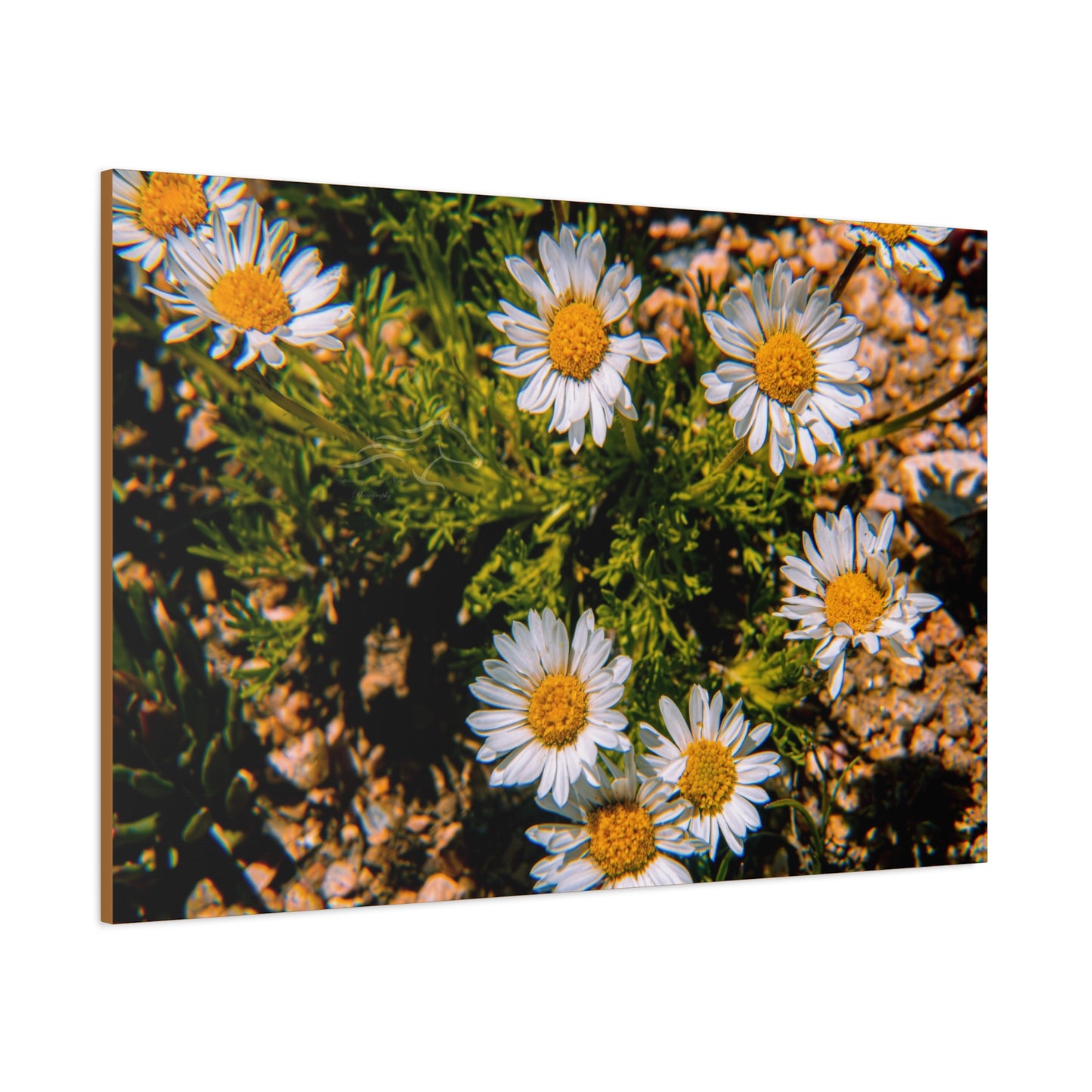 Wild Daisy Canvas