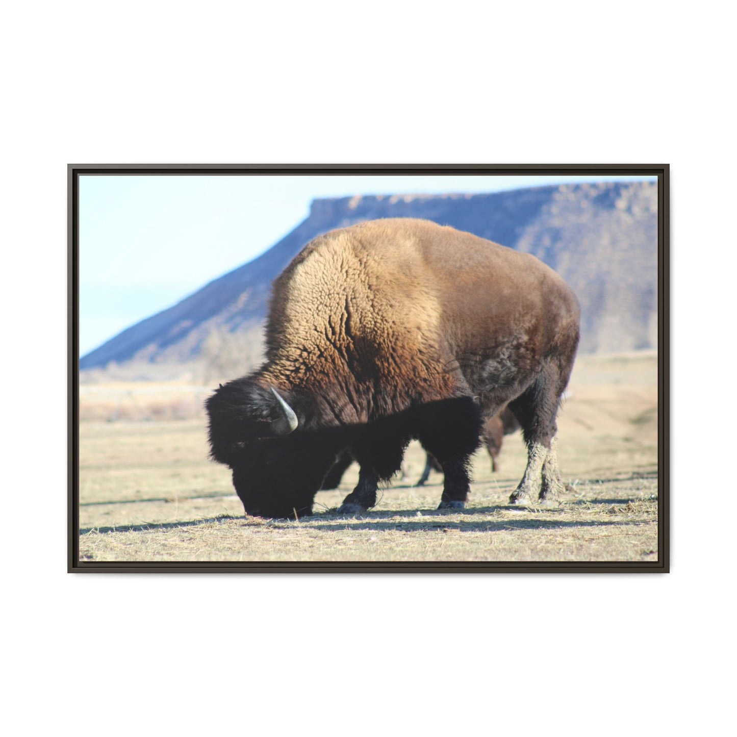 Big Daddy Buffalo Framed Canvas