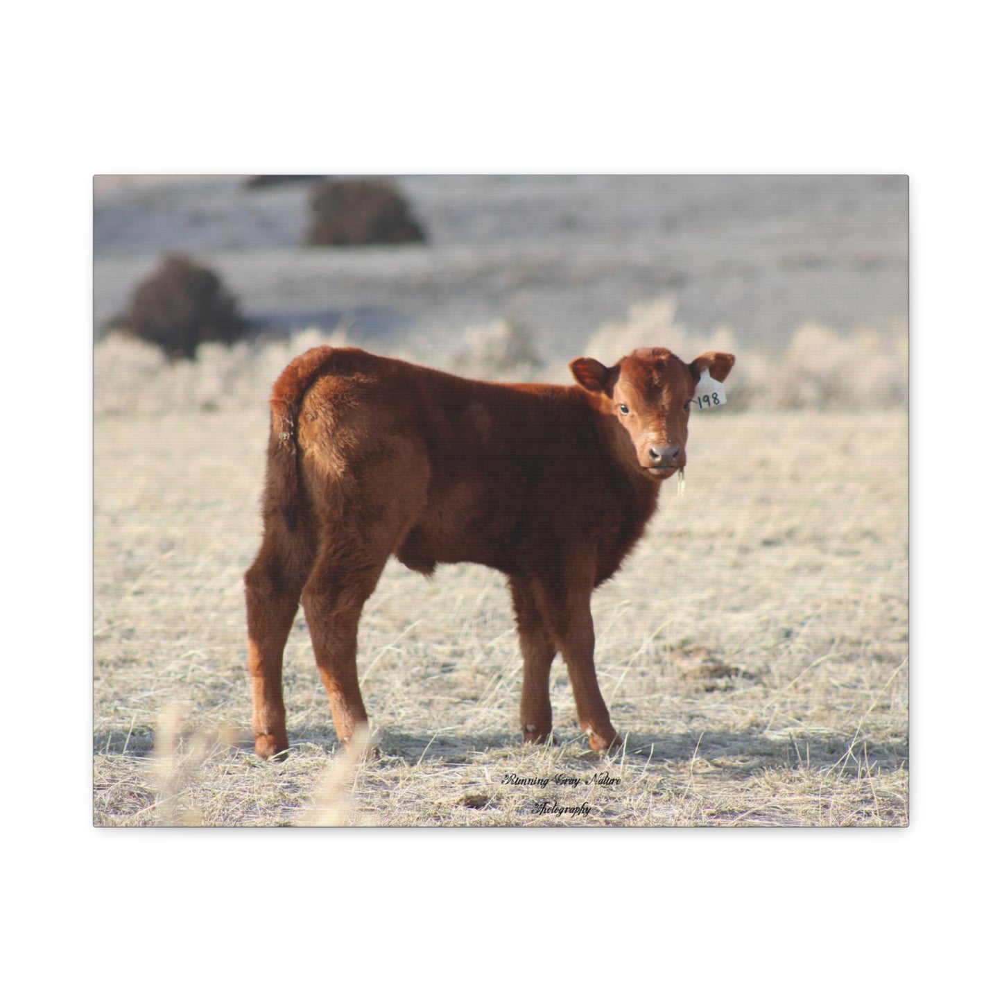 Baby Calf 198 Matte Canvas, Stretched, 1.25"