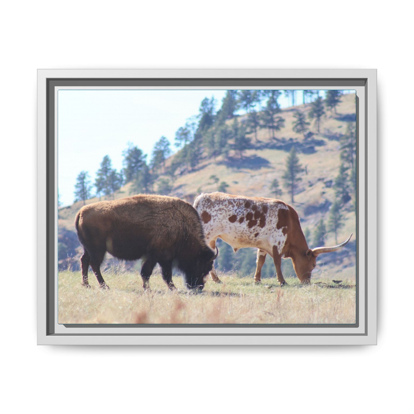 Long Horn and Buffalo Framed Canvas