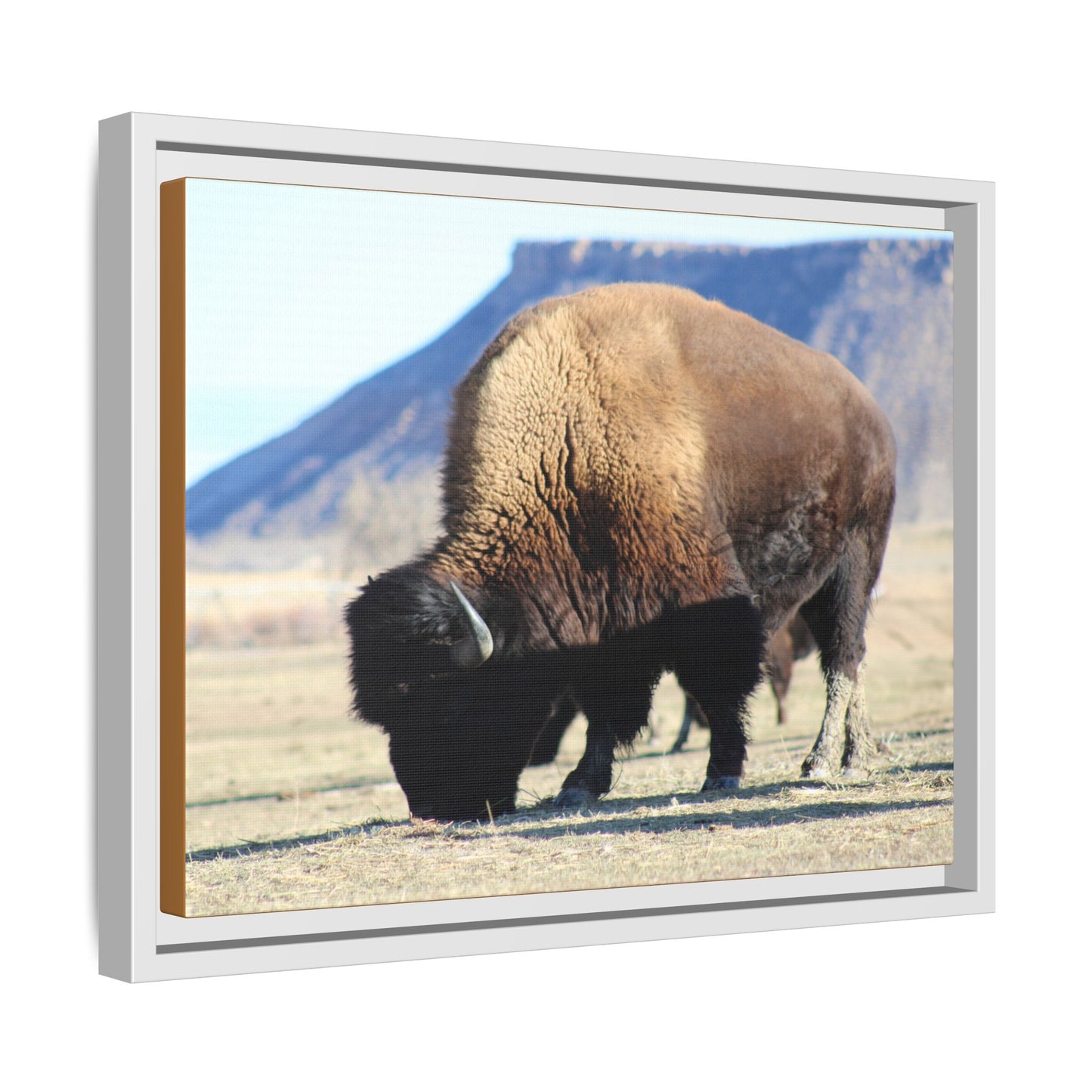 Big Daddy Buffalo Framed Canvas