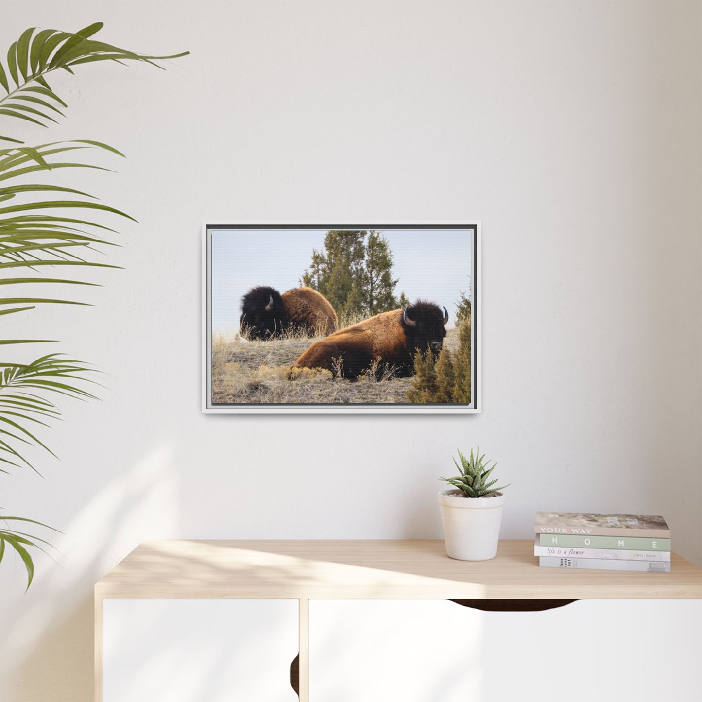 Two Bull Buffalo Framed Canvas