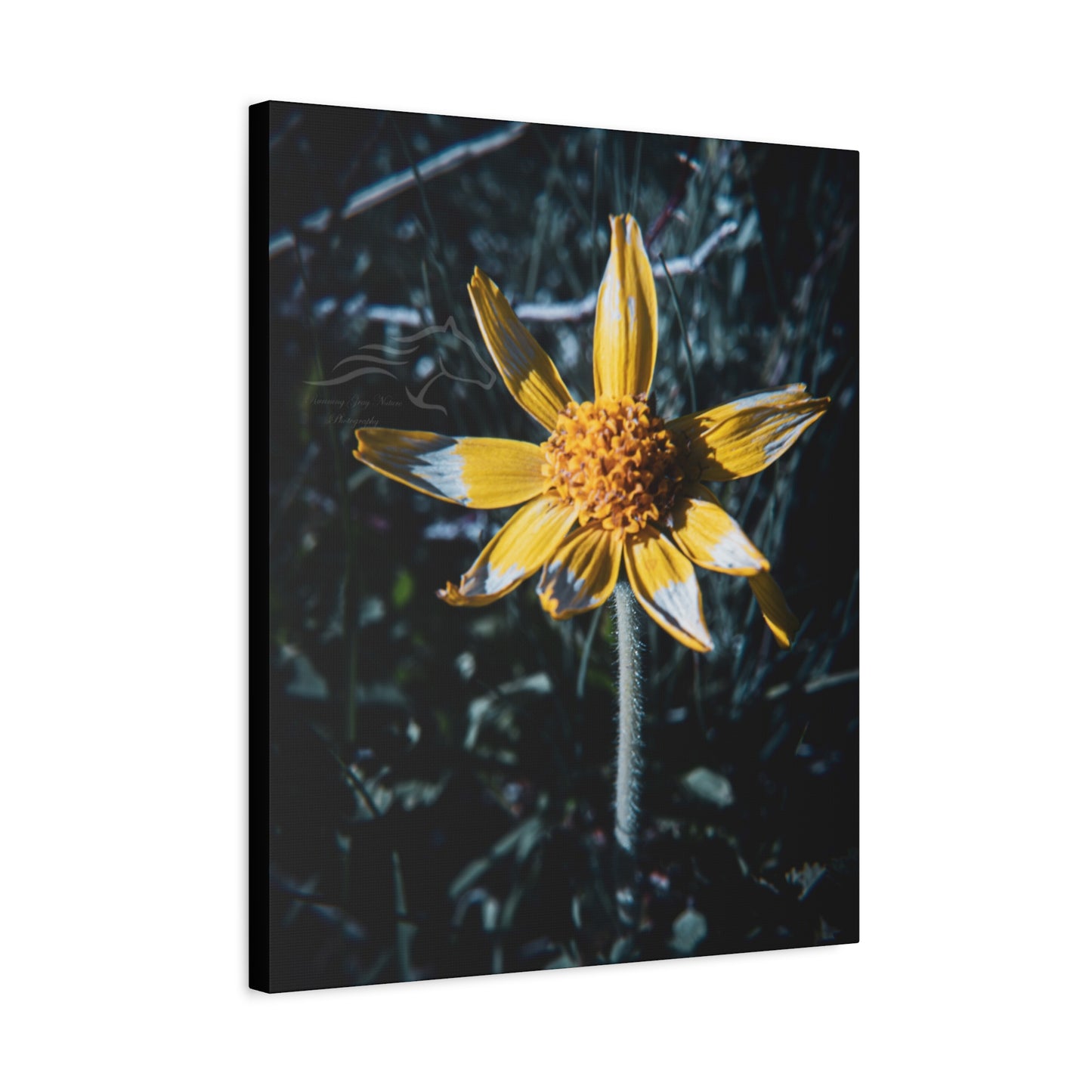 Parish's Goldeneye Canvas