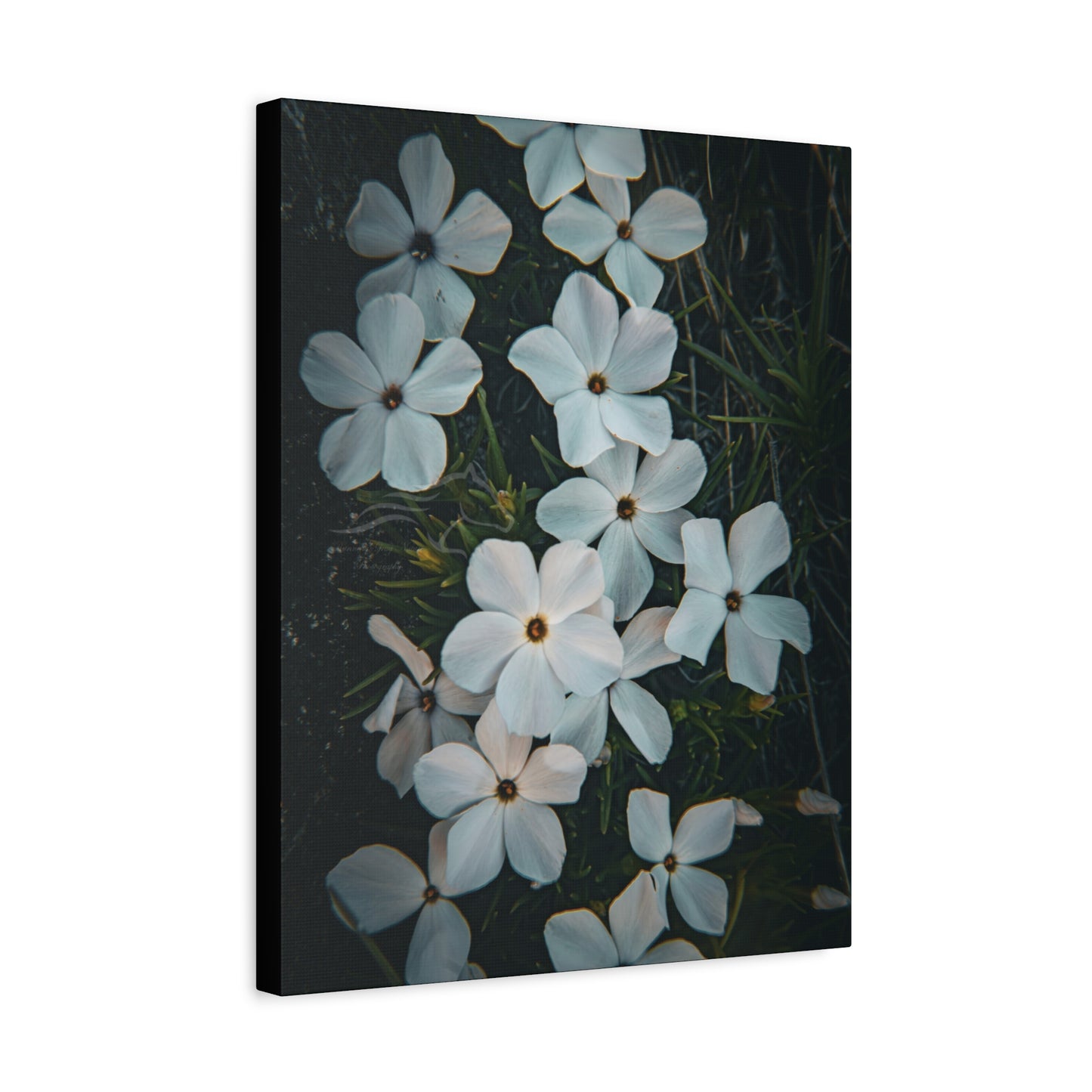 Rock Jasmine Canvas