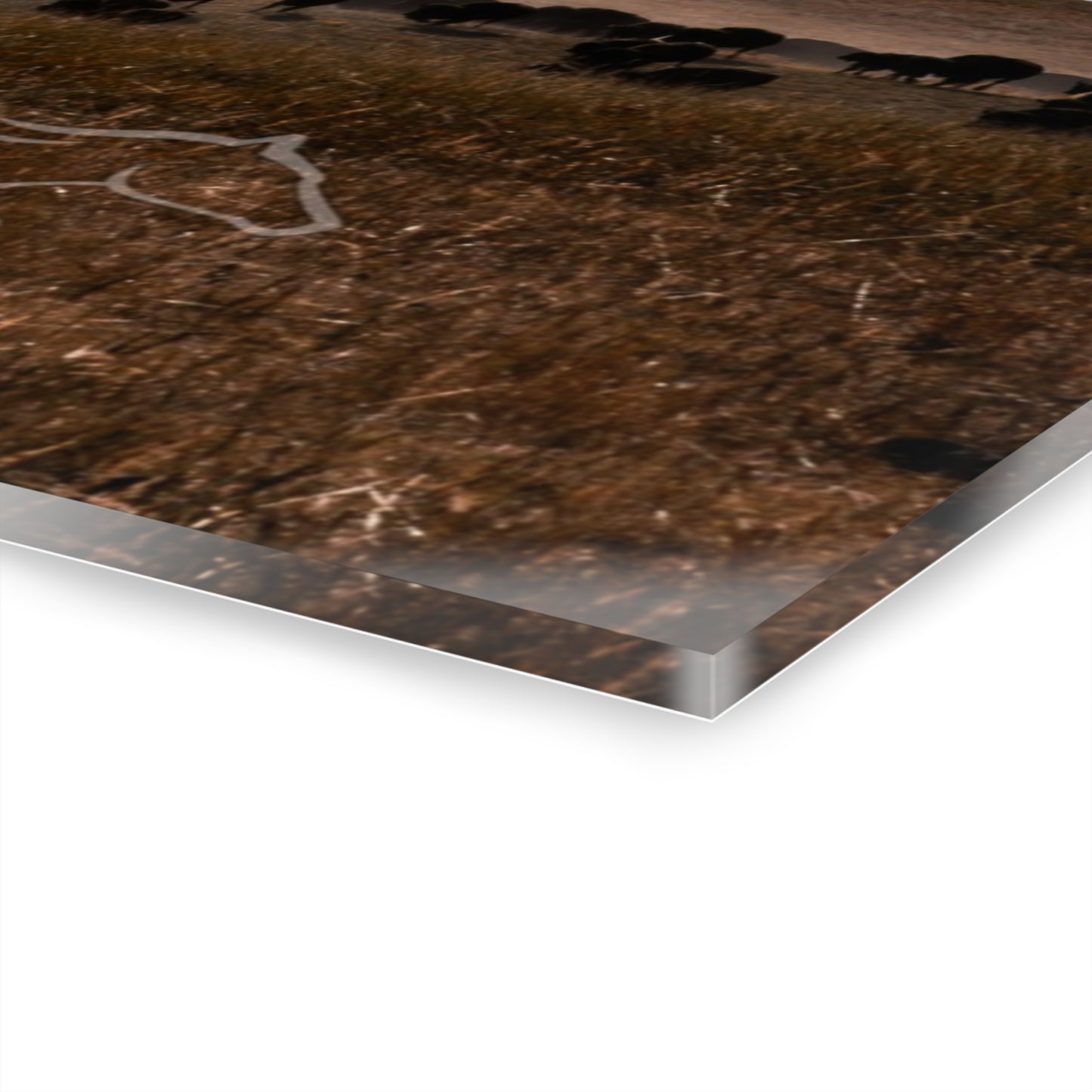 Buffalo Herd Acrylic