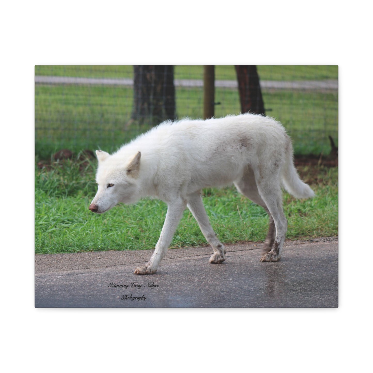 White Wolf Matte Canvas, Stretched, 1.25"