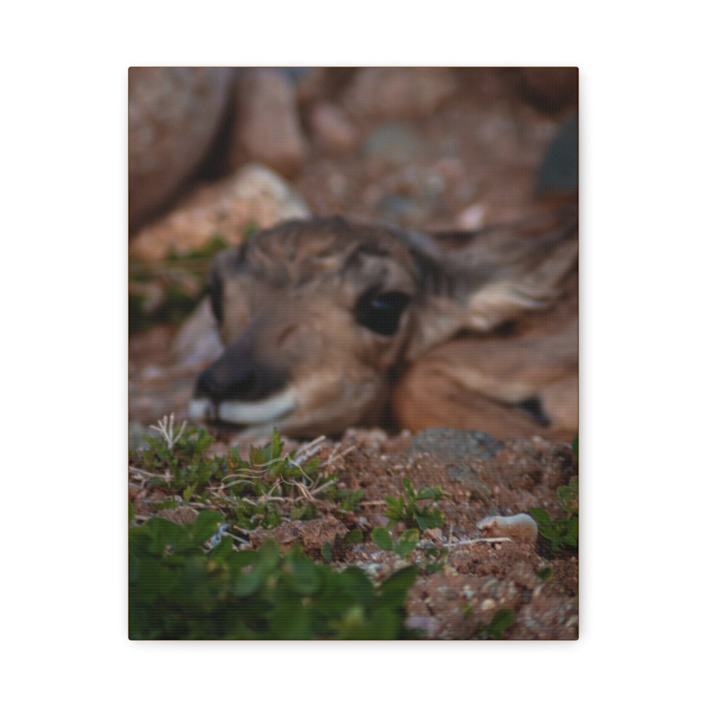 Gentle Antelope Fawn Canvas