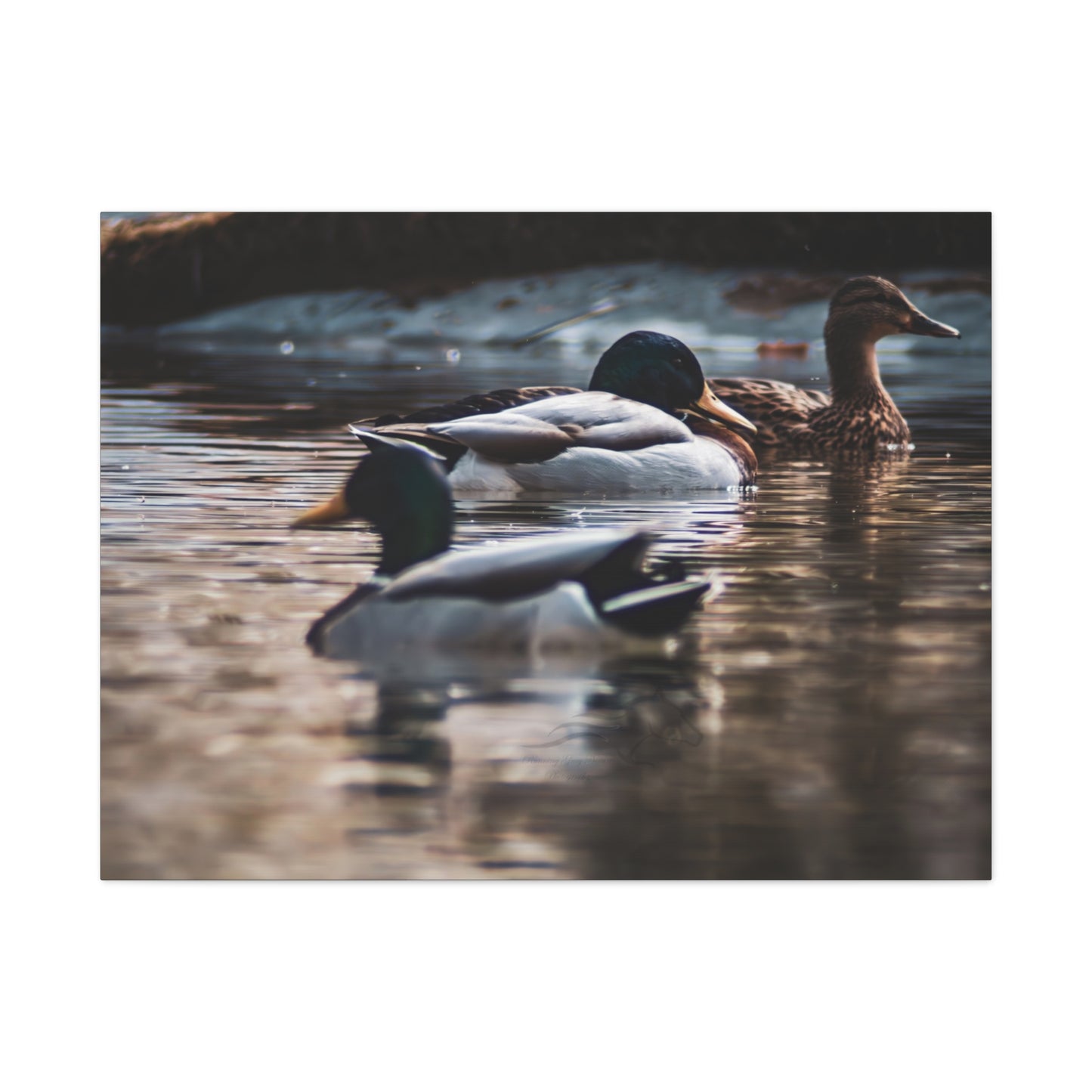 Mallard Ducks Canvas