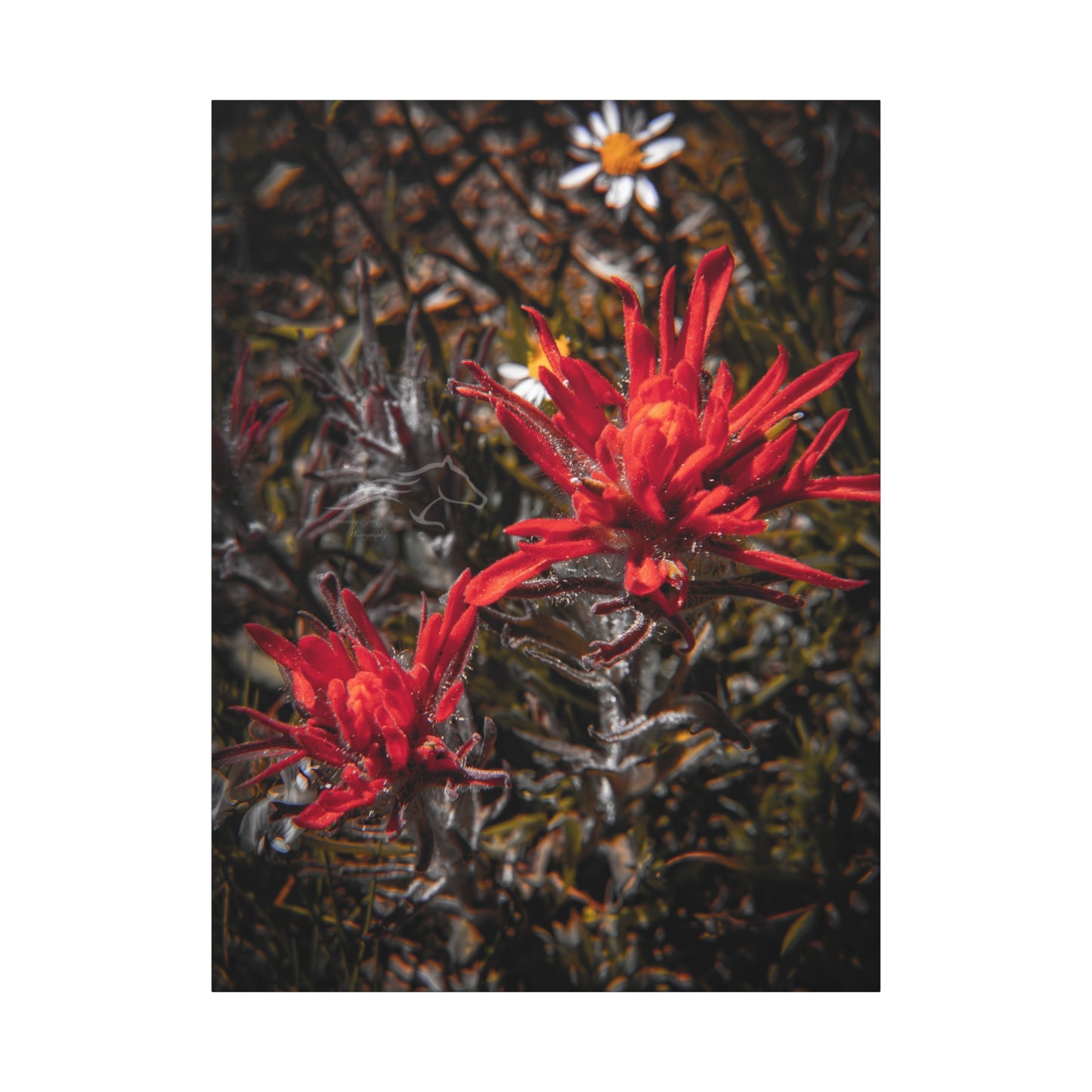 Black and Red Indian Paint Brush Canvas