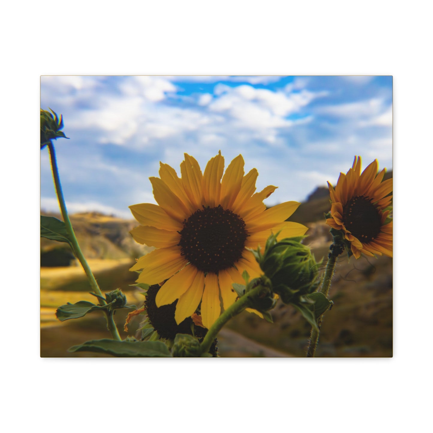 Sunflower Canvas