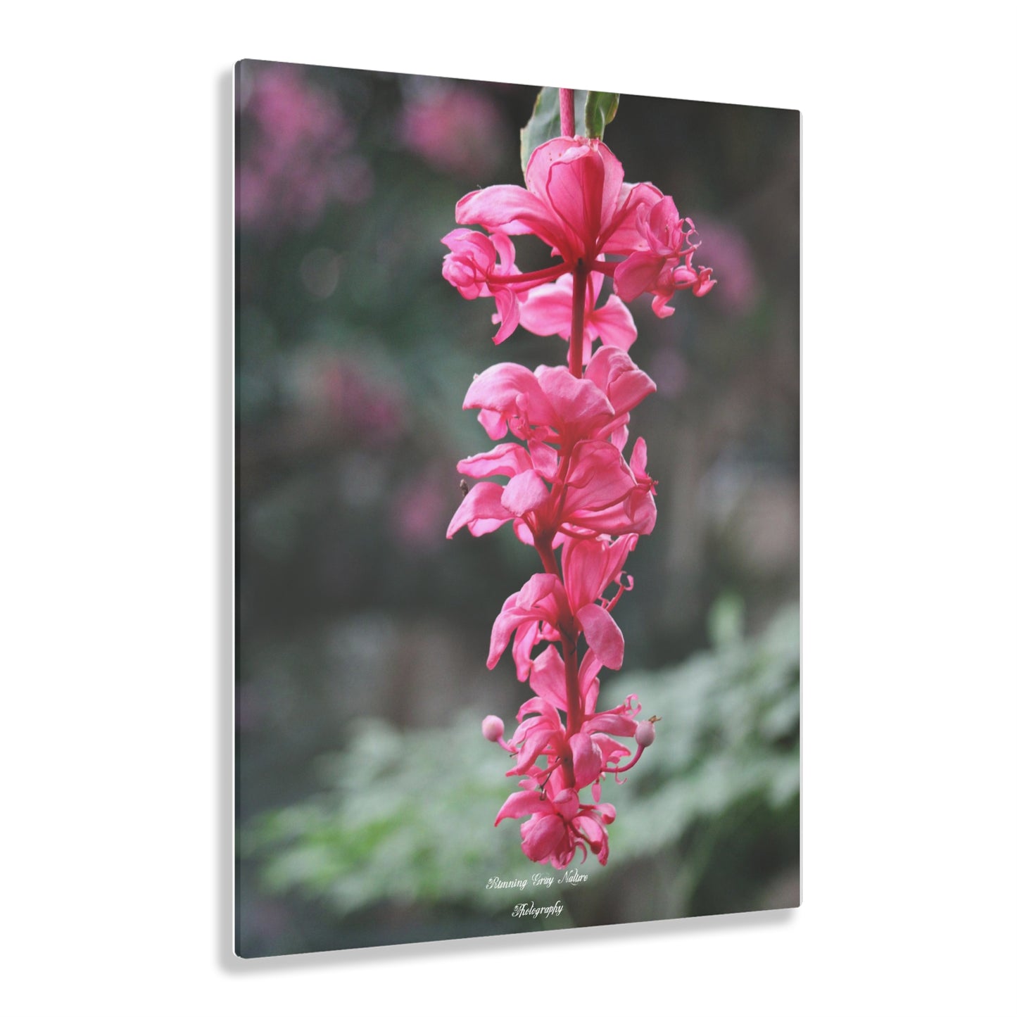 Showy Medinilla Acrylic Prints