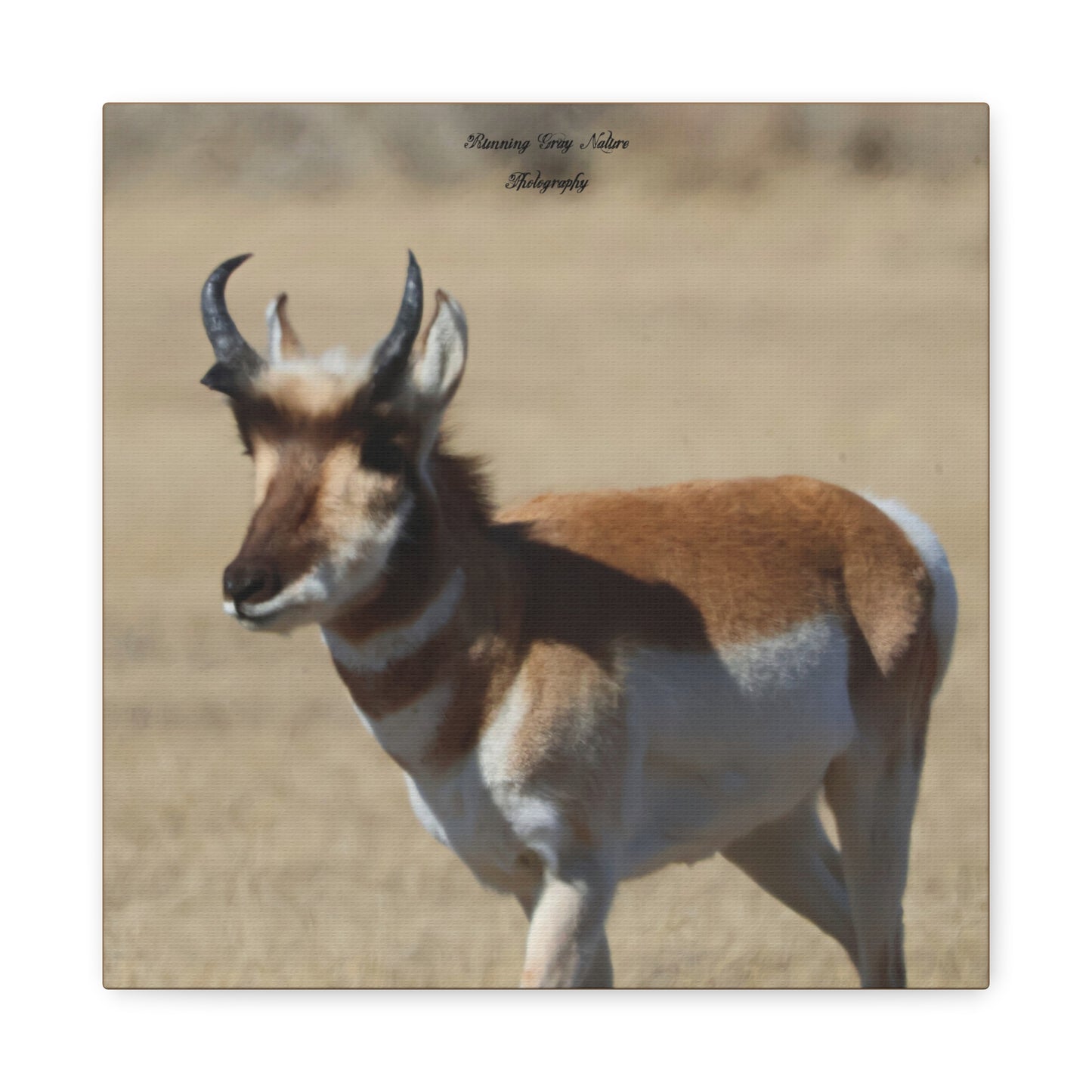 Wyoming Pronghorn Matte Canvas, Stretched, 1.25"