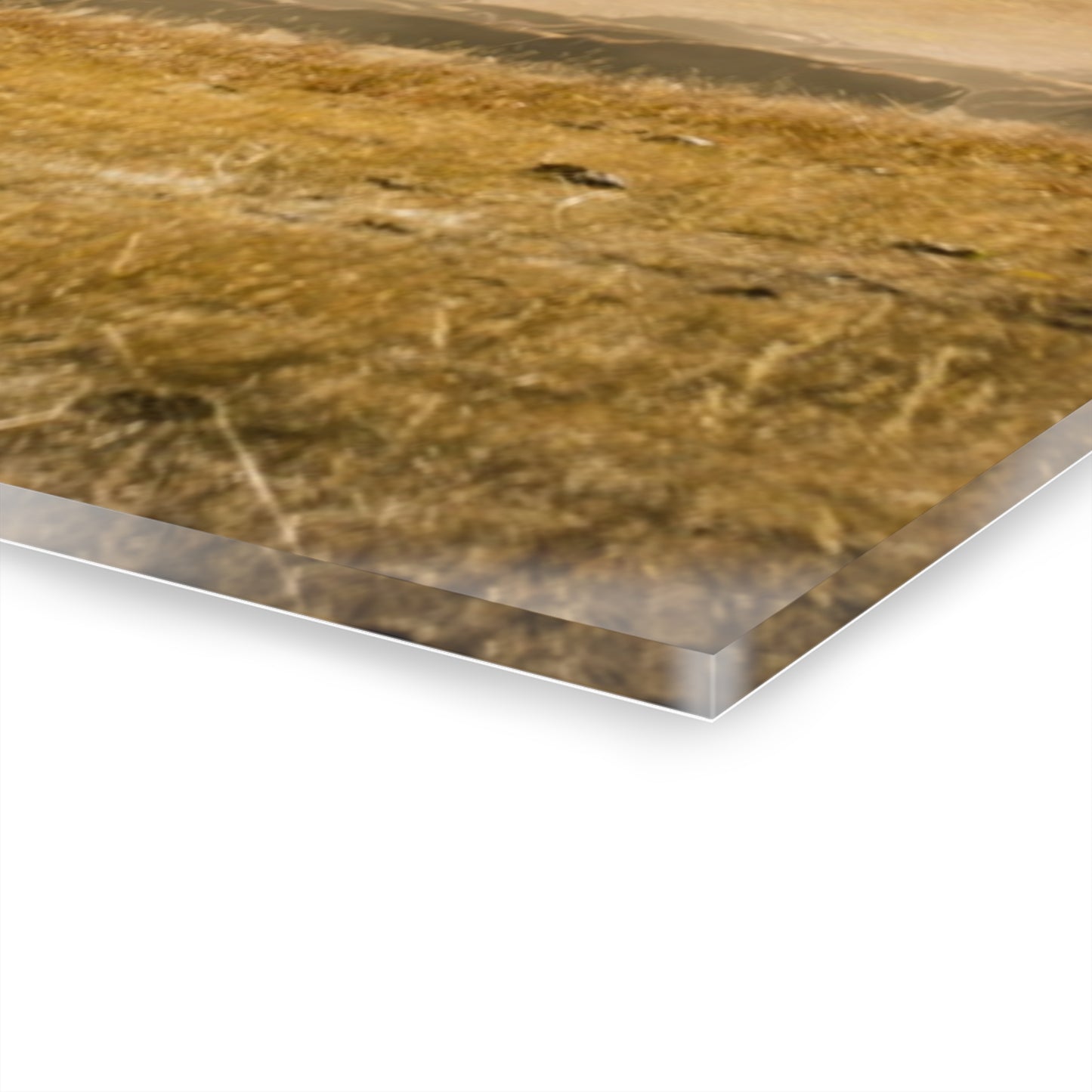 Trucks in the Buffalo Round Up Acrylic