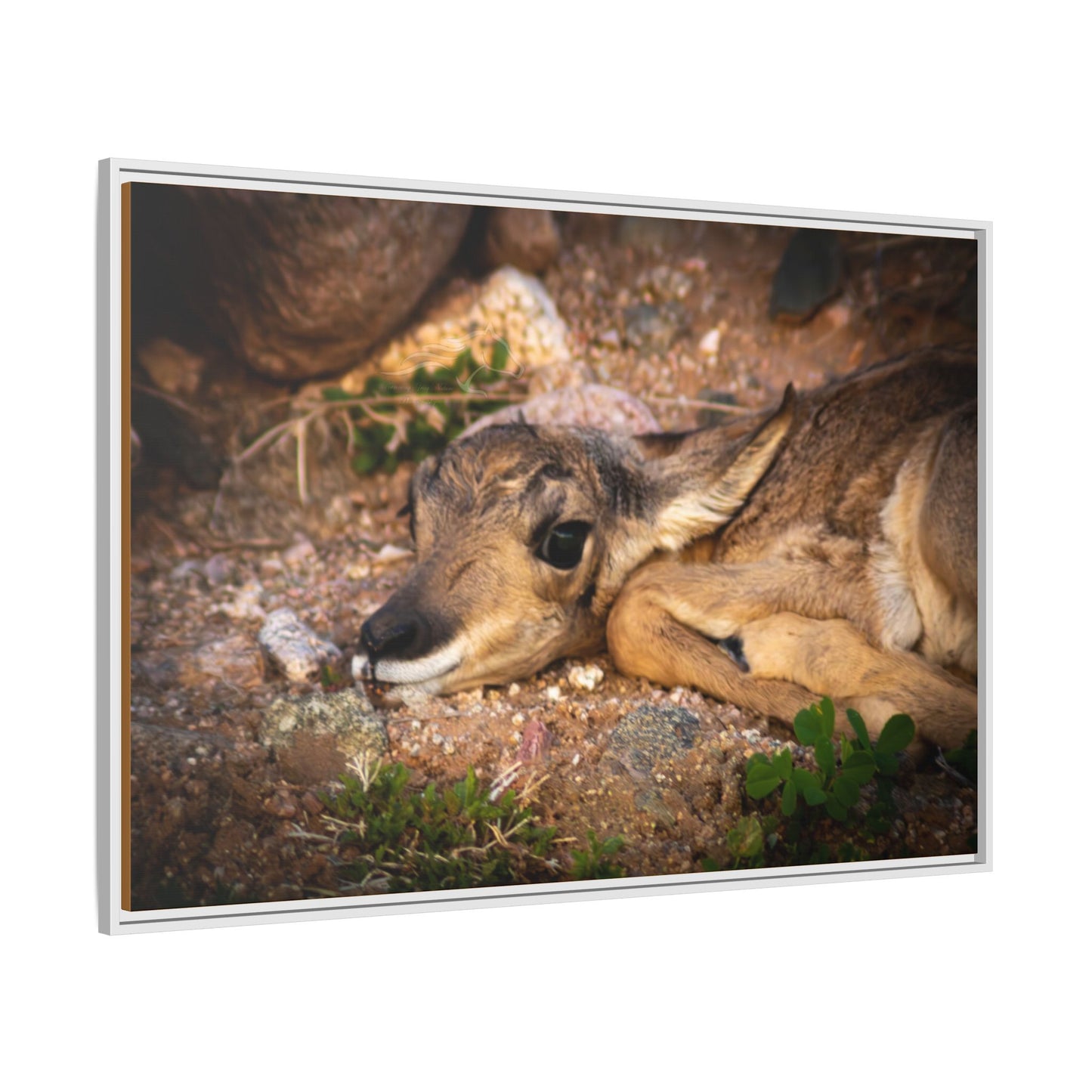 Baby Antelope Framed Canvas