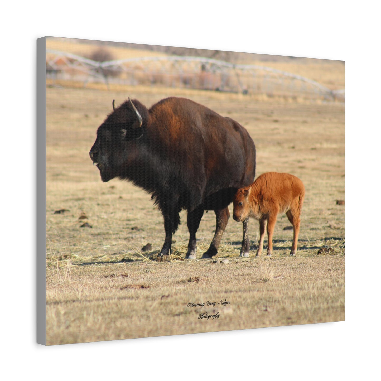 Momma and Baby Buffalo Matte Canvas, Stretched, 1.25"